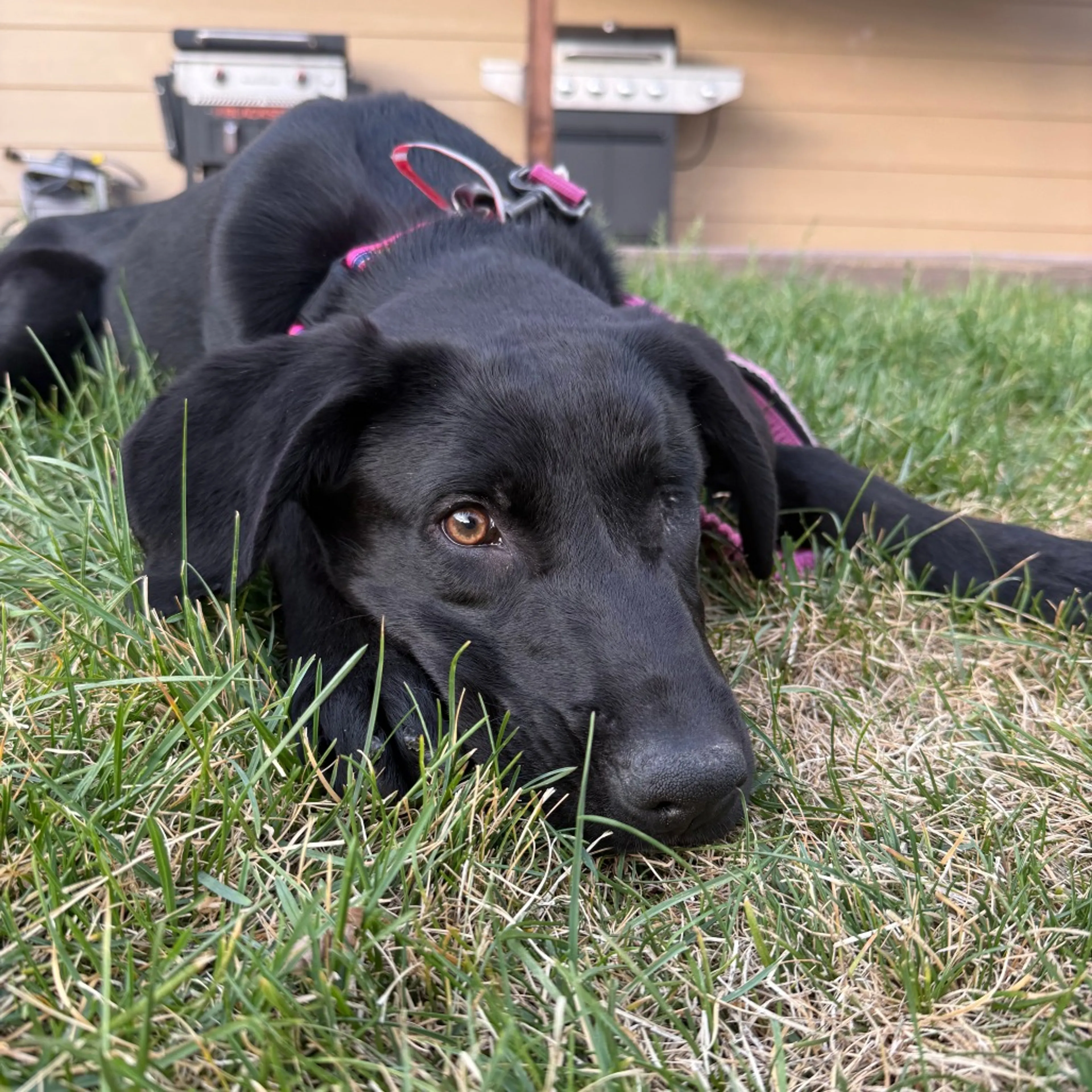 Found pet-9