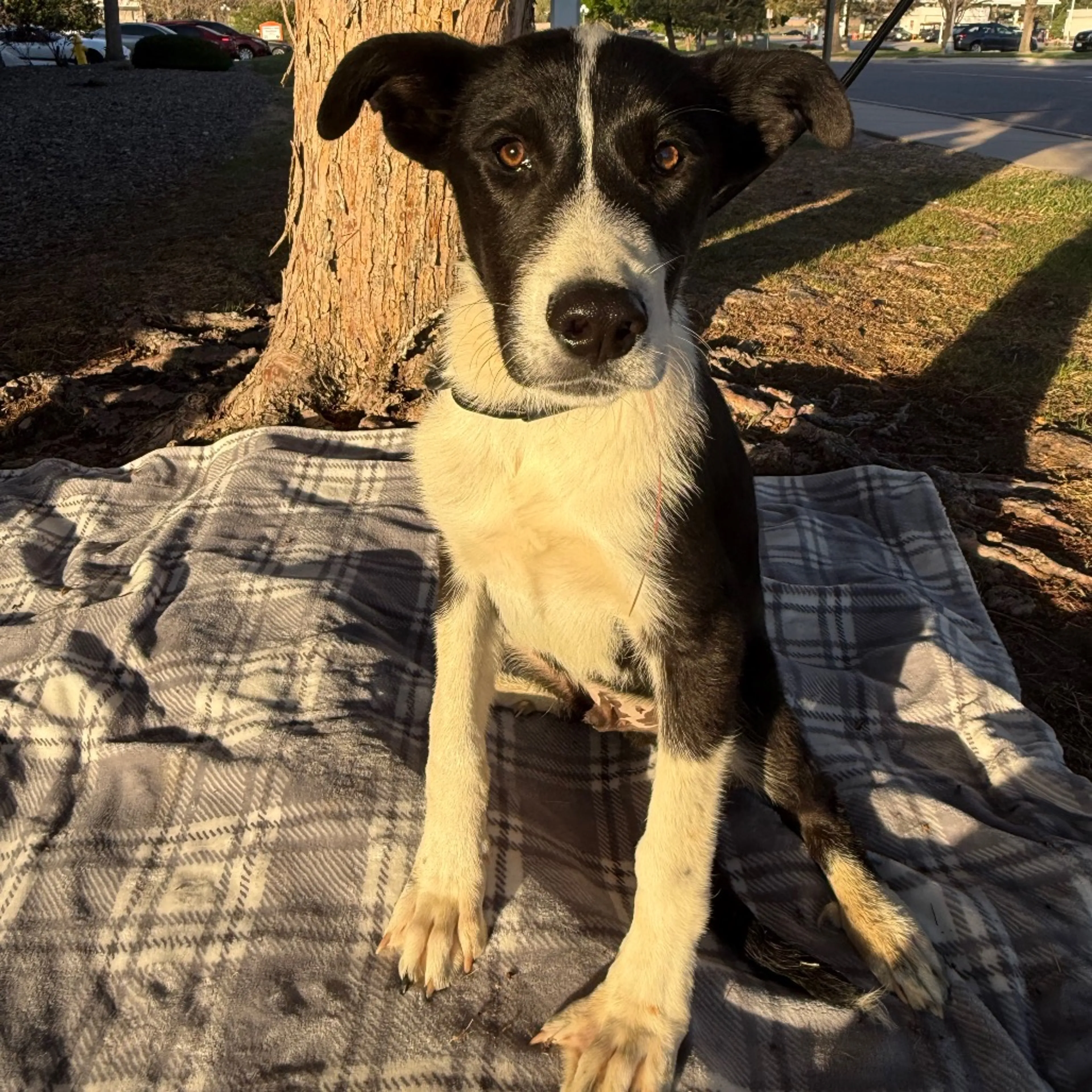Found pet-2