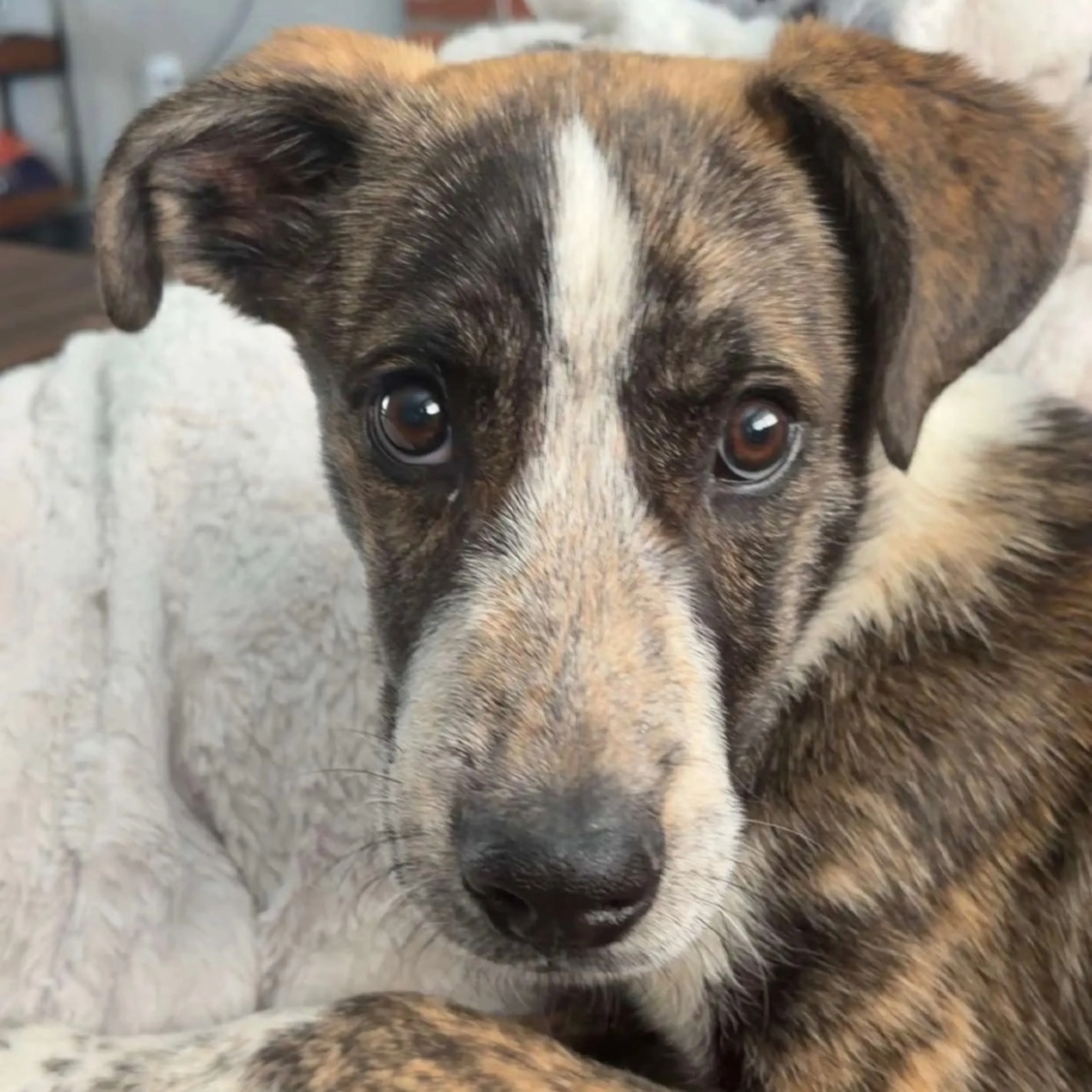 Found pet-2