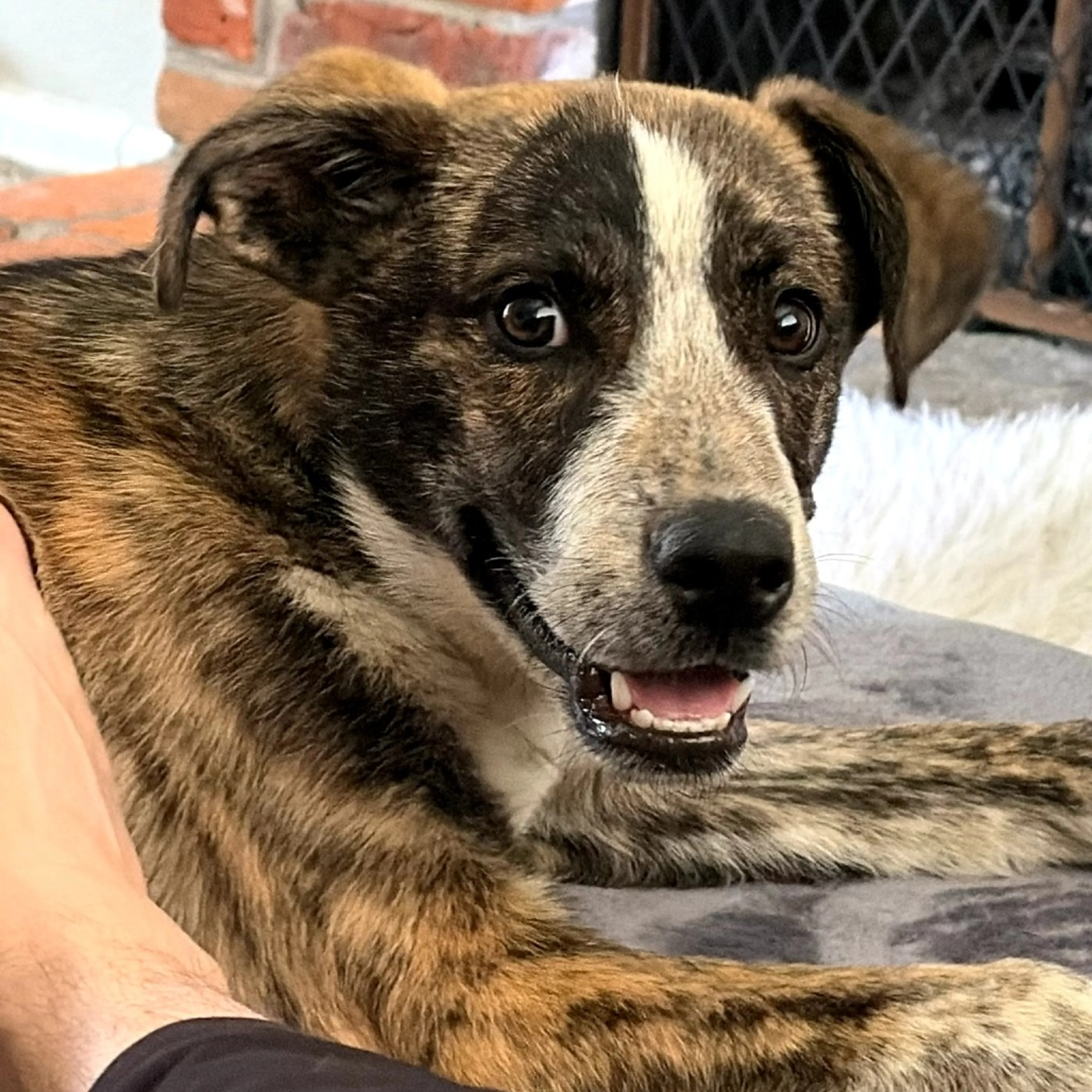 Found pet-3