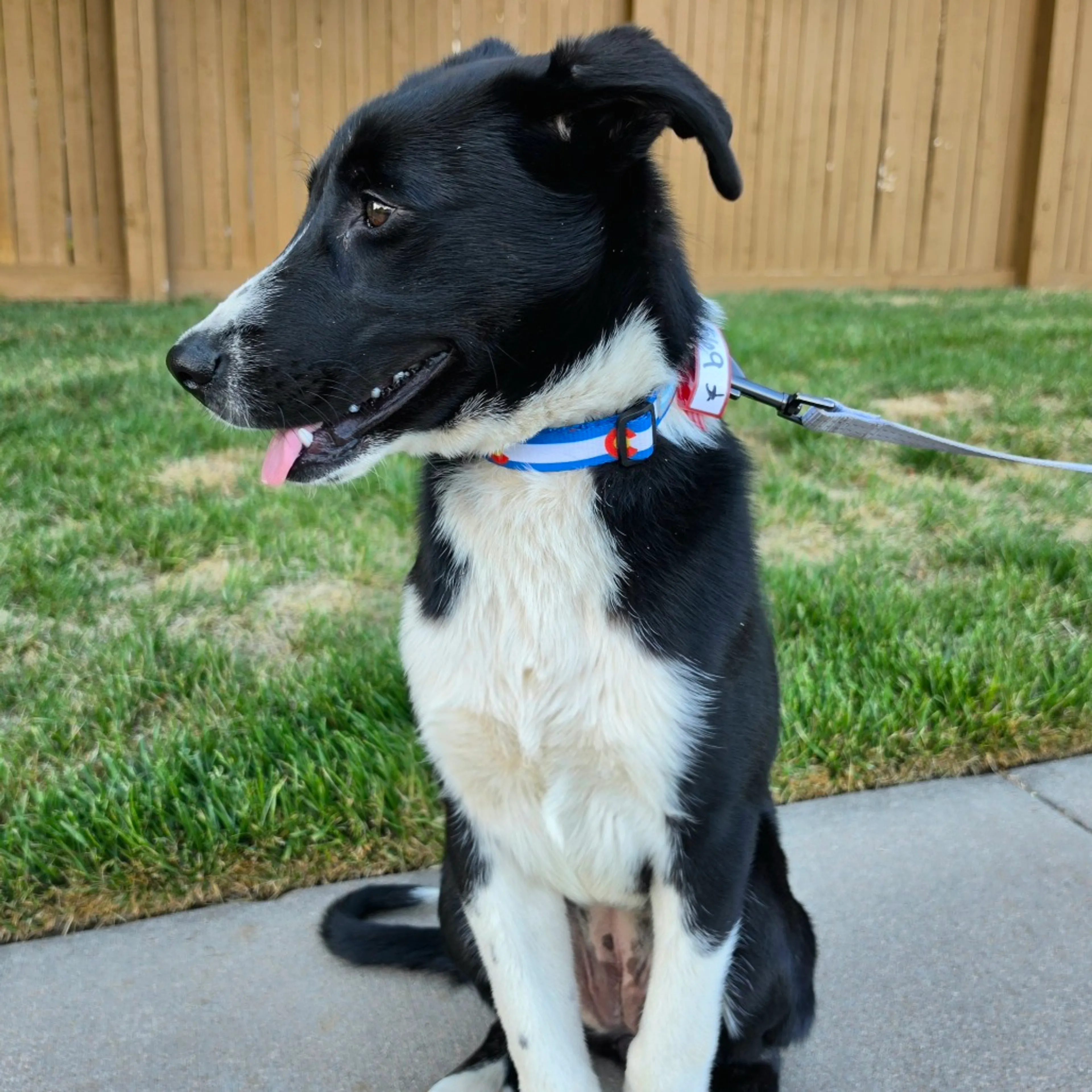 Found pet-6