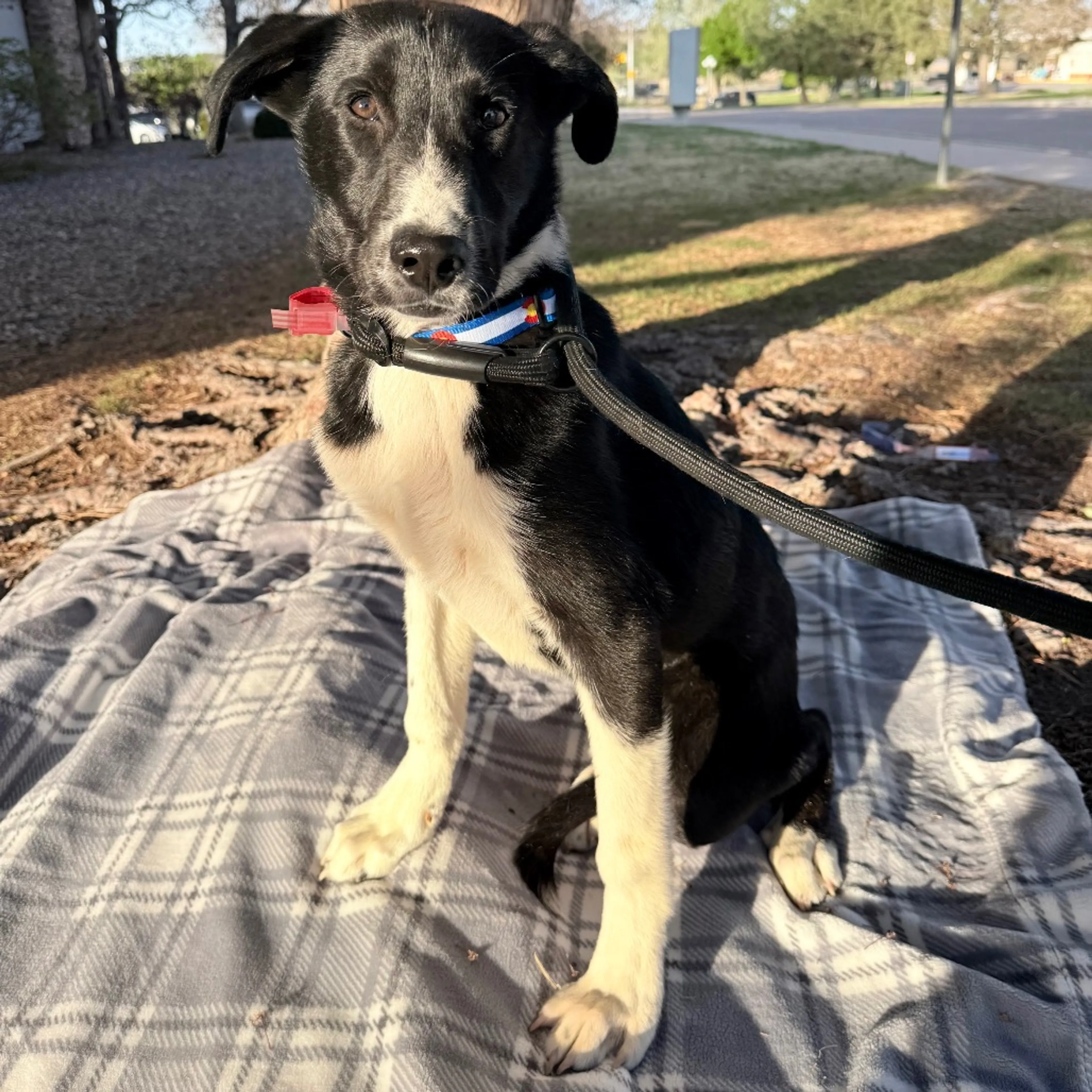 Found pet-4