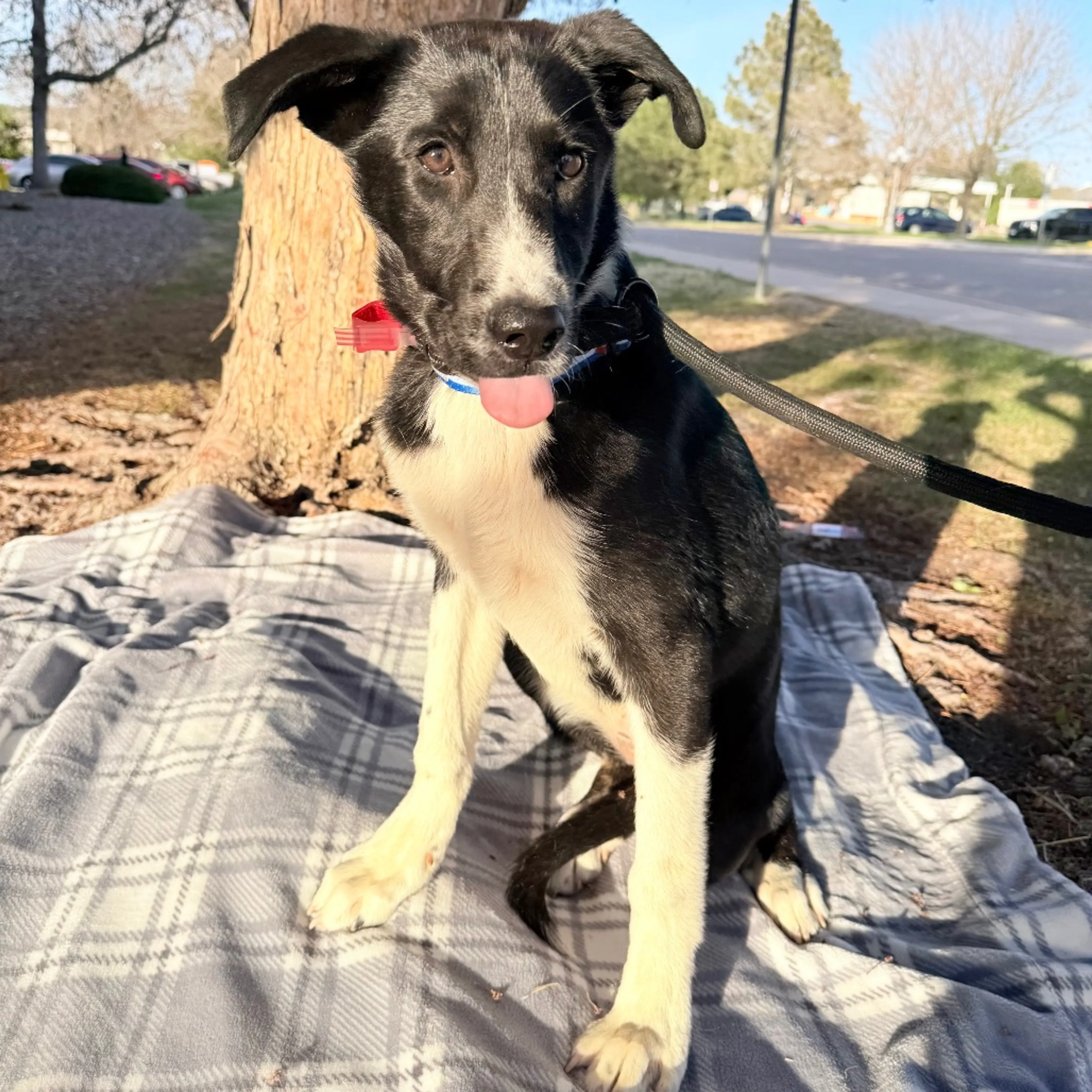 Found pet-3