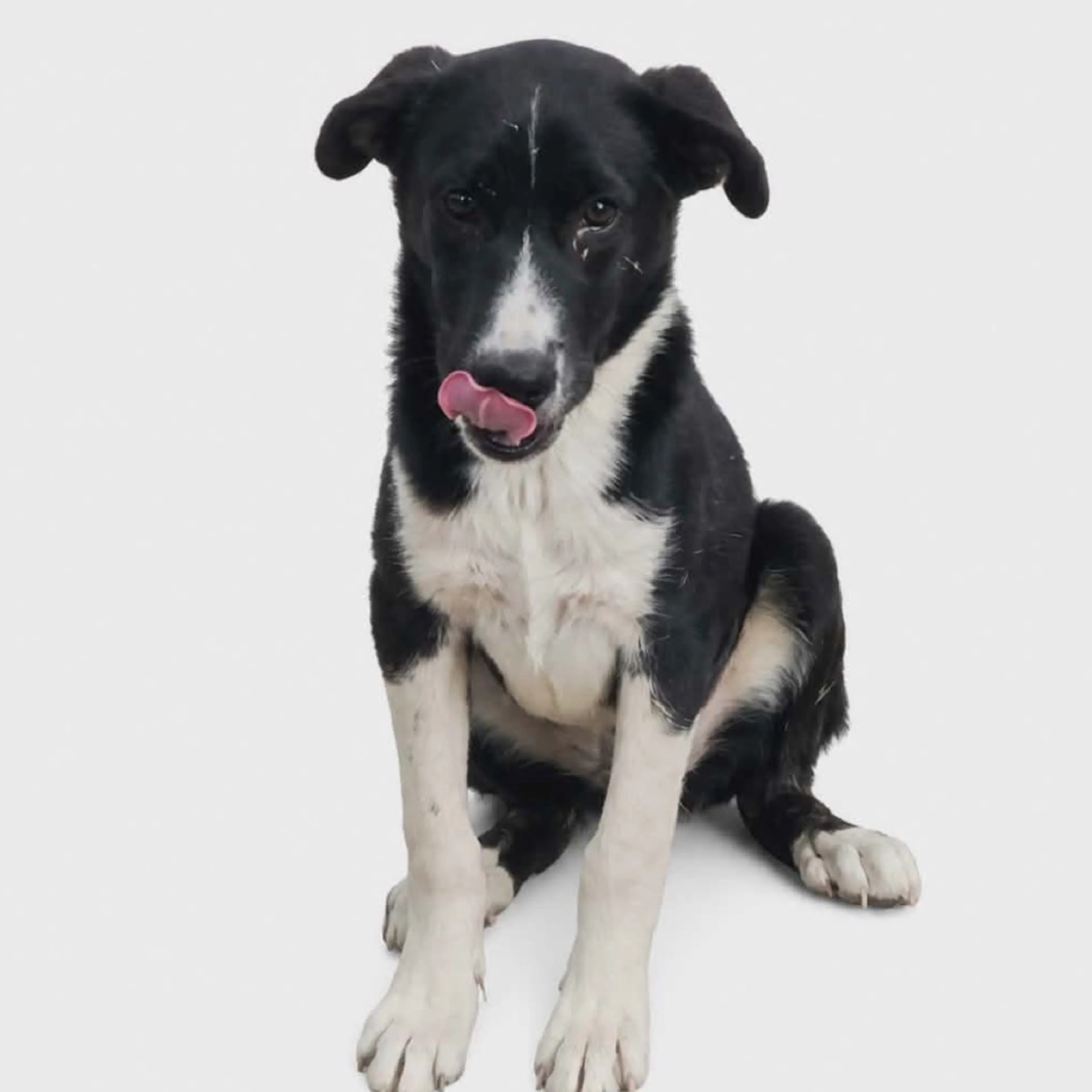 Found pet-1