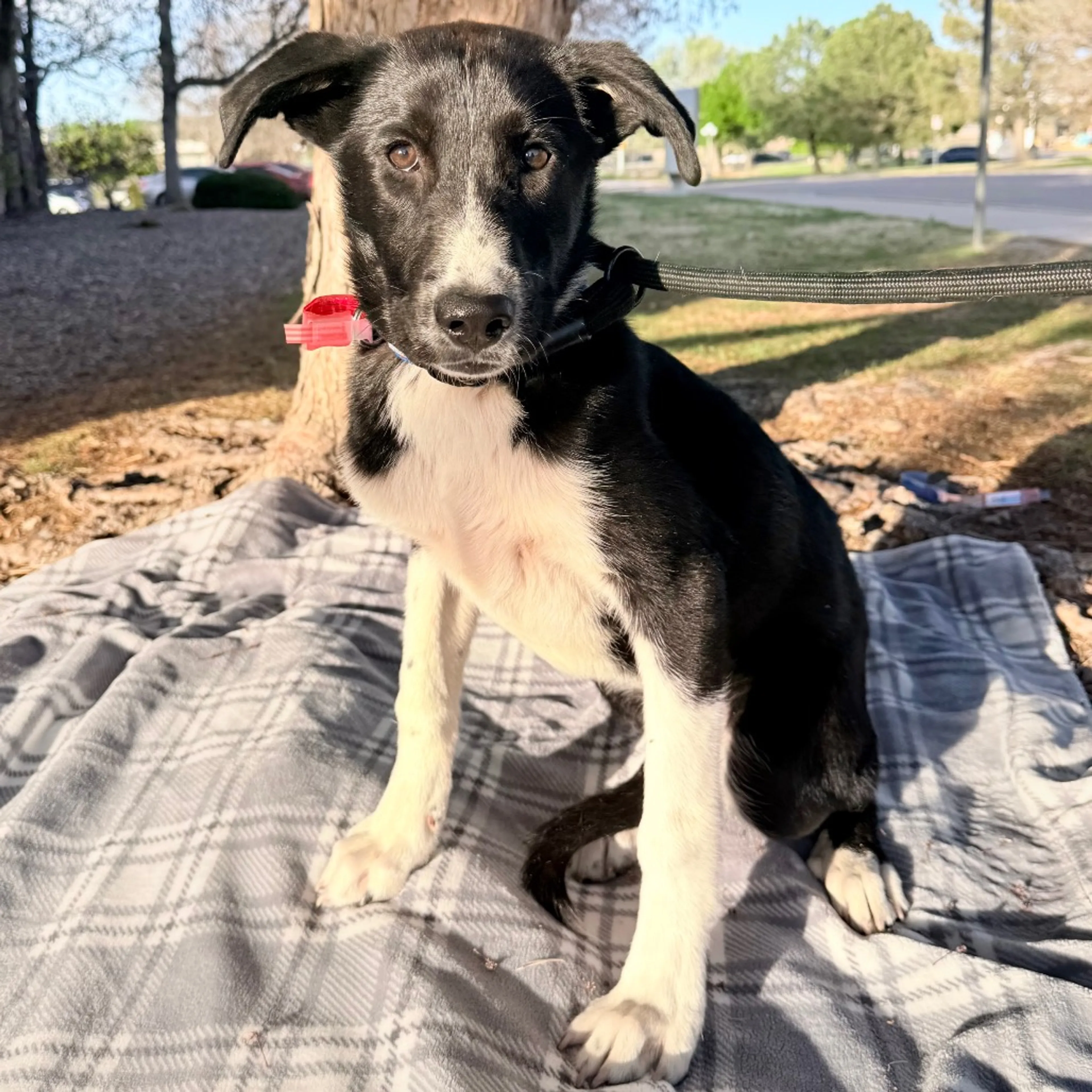 Found pet-5