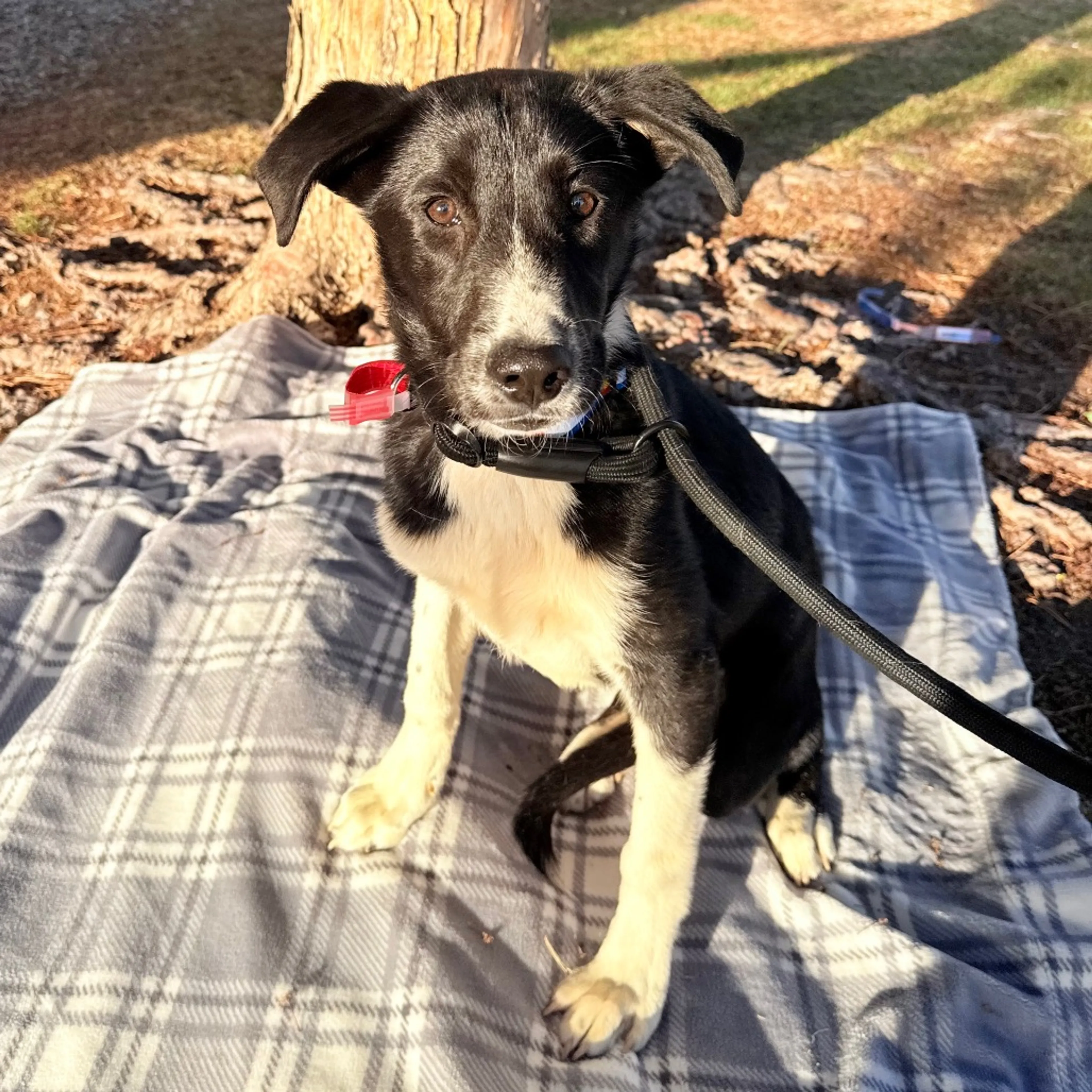 Found pet-2