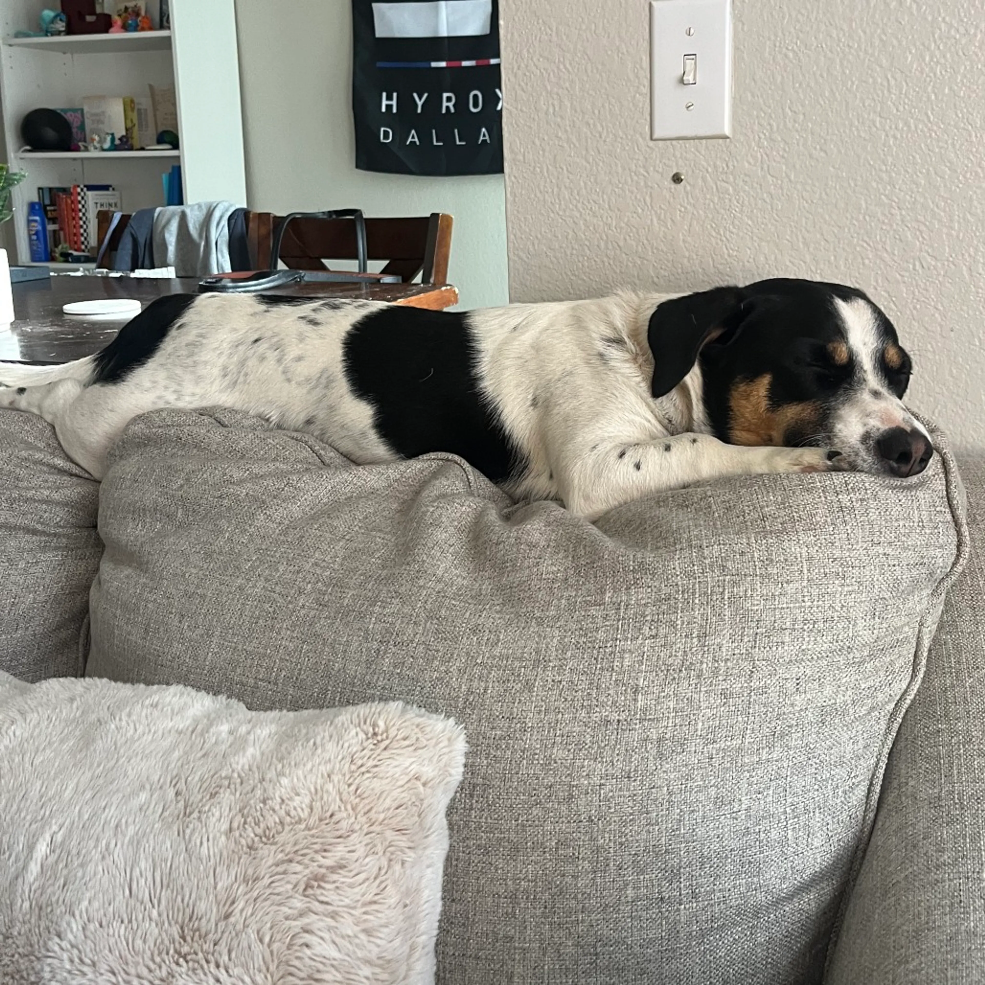 Found pet-7