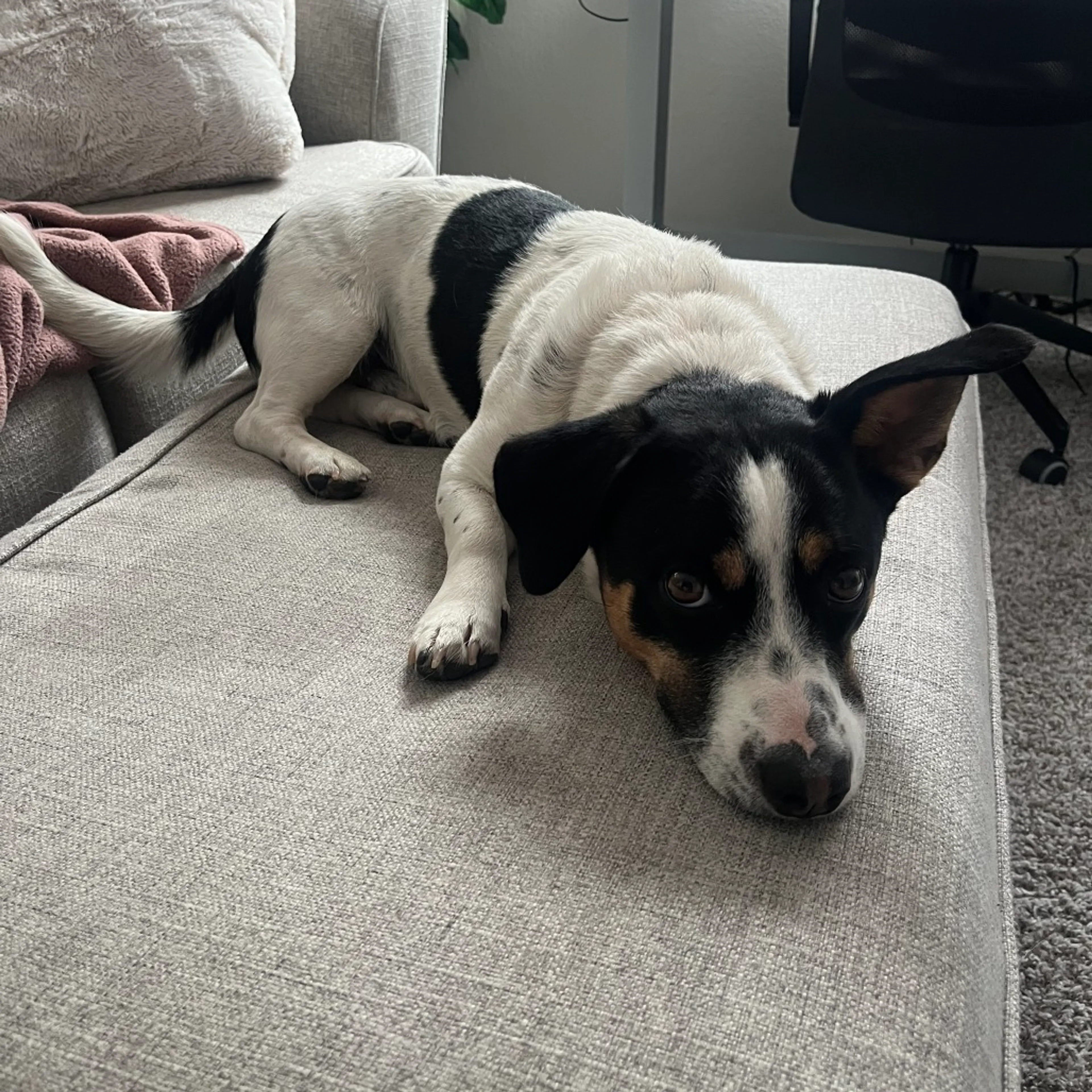 Found pet-4