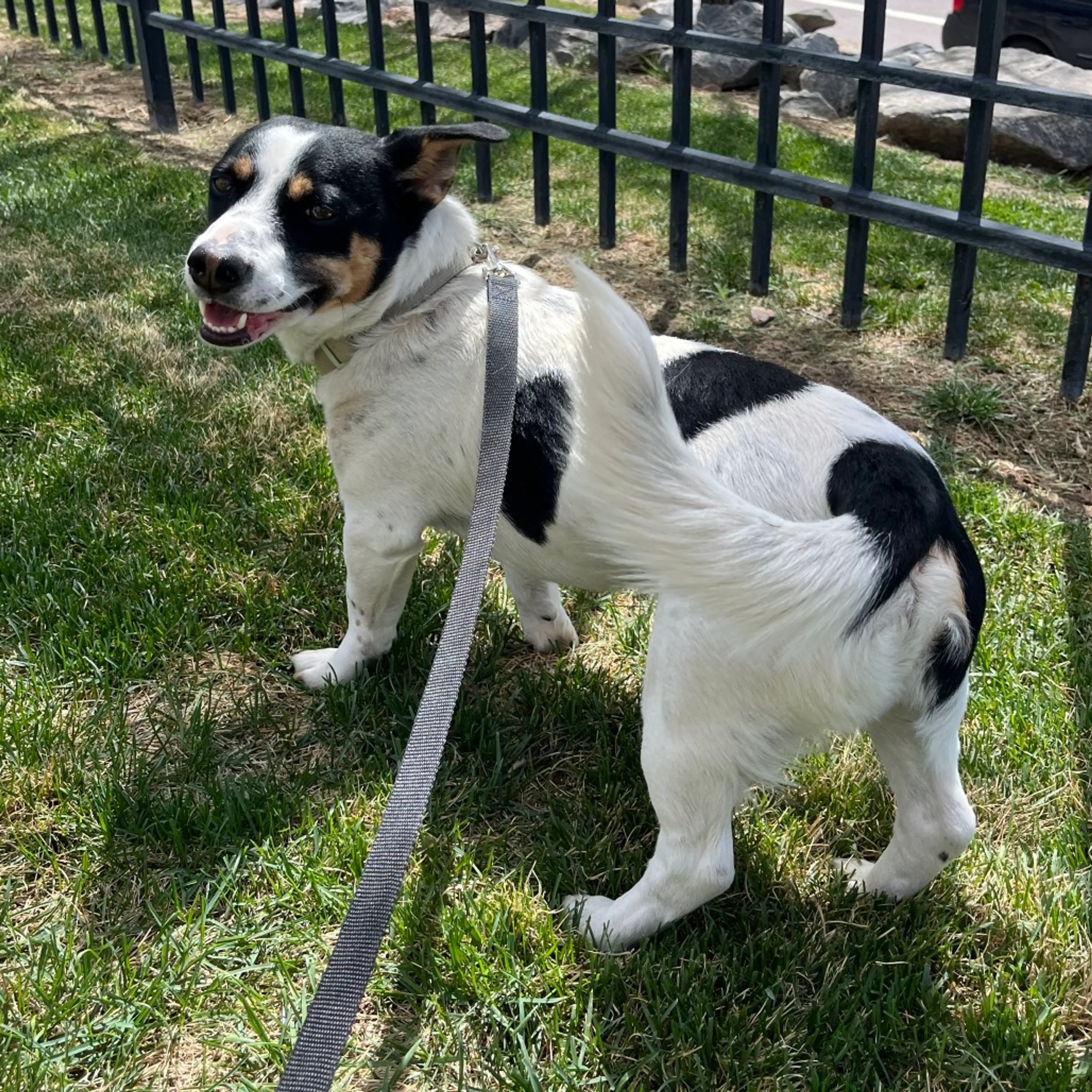 Found pet-5
