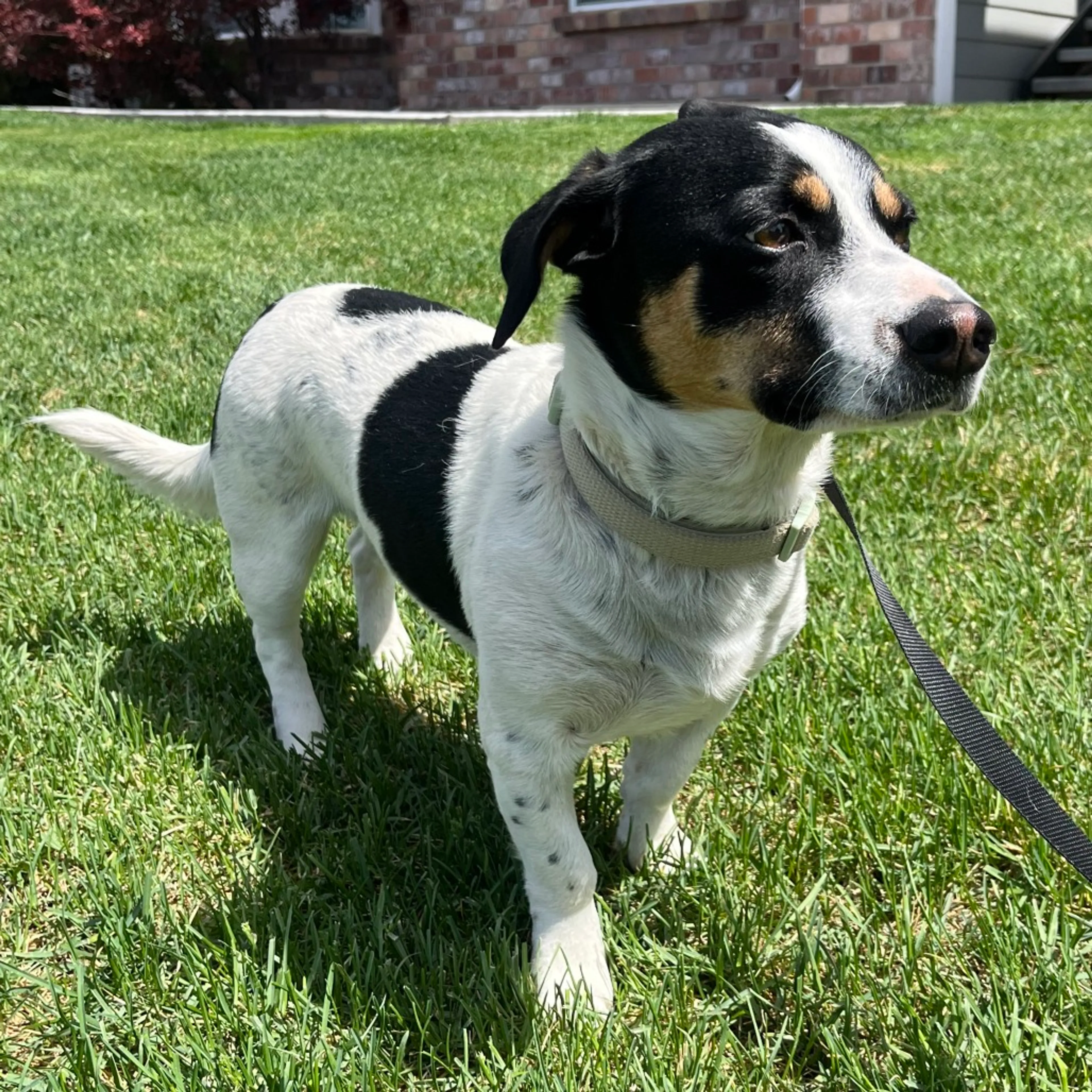 Found pet-3