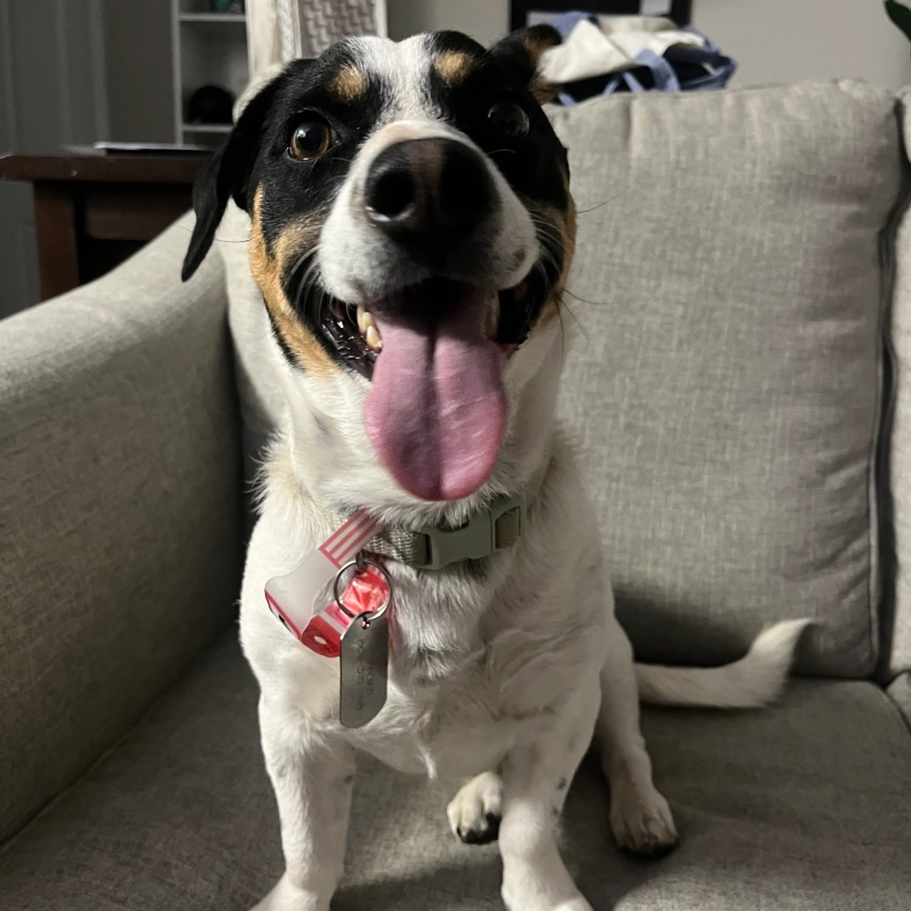 Found pet-2