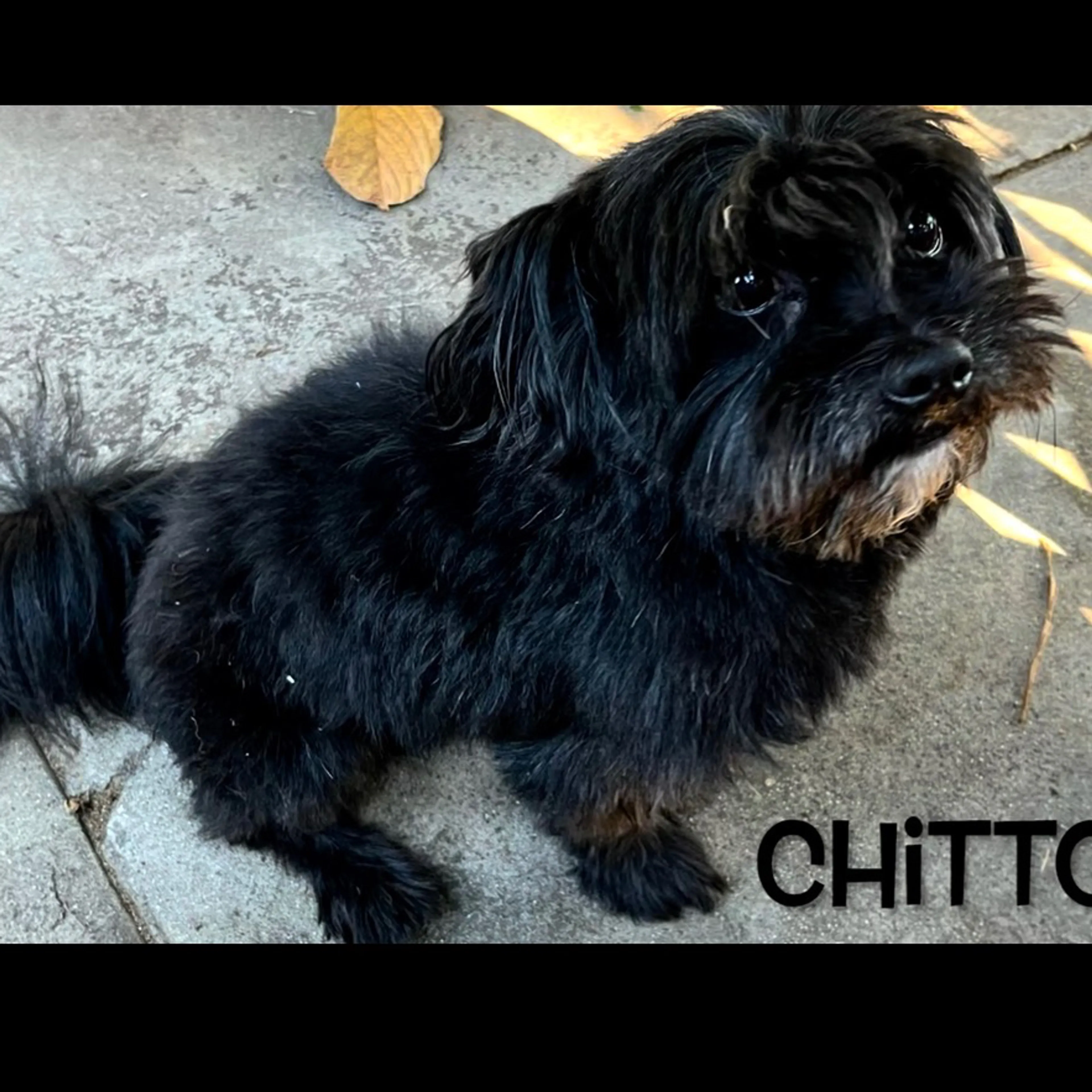 Lost pet-1
