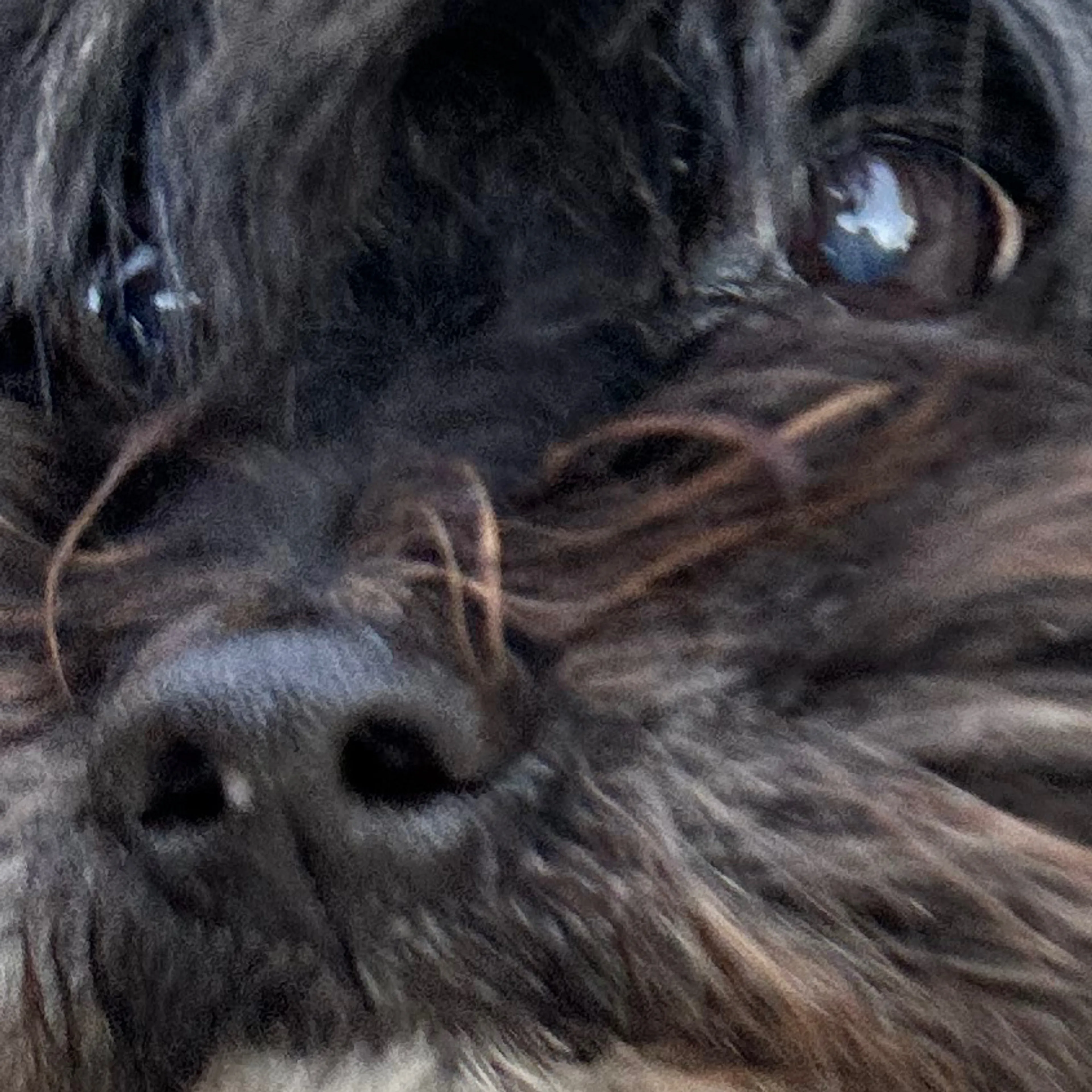 Lost pet-3