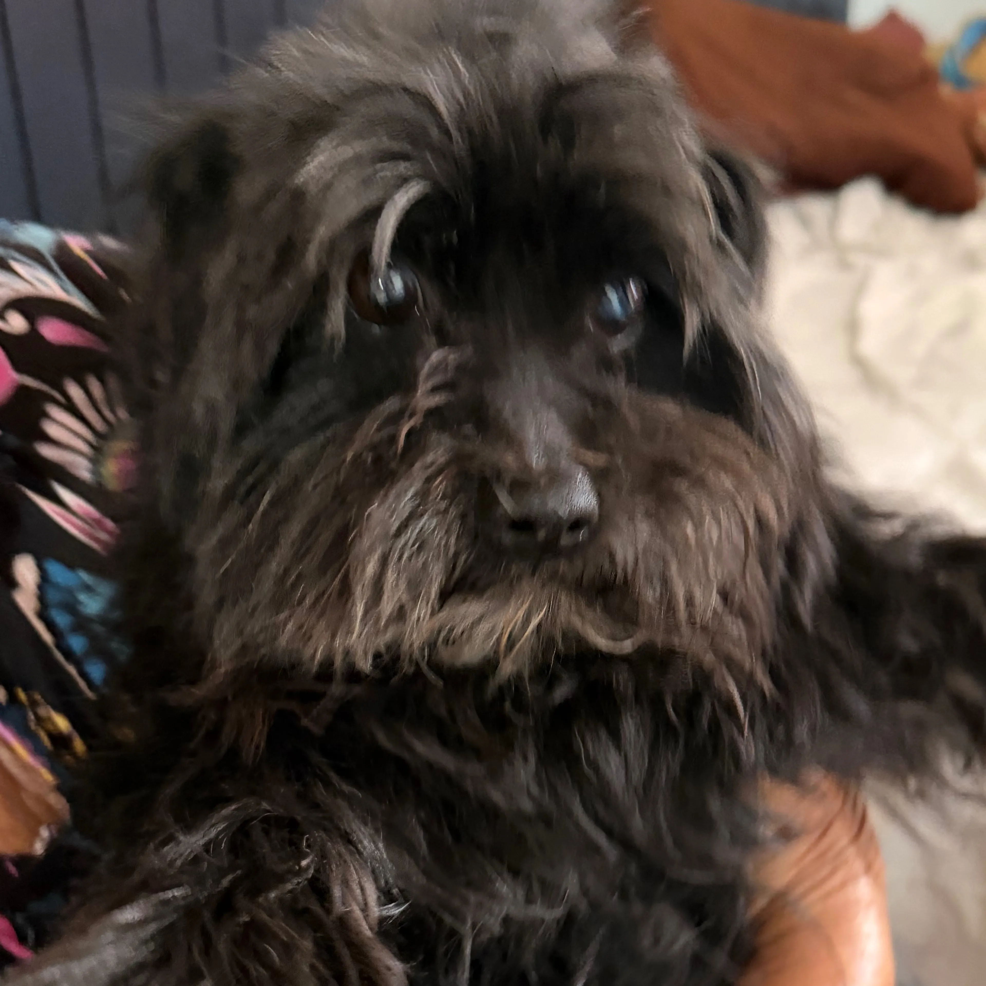 Lost pet-2