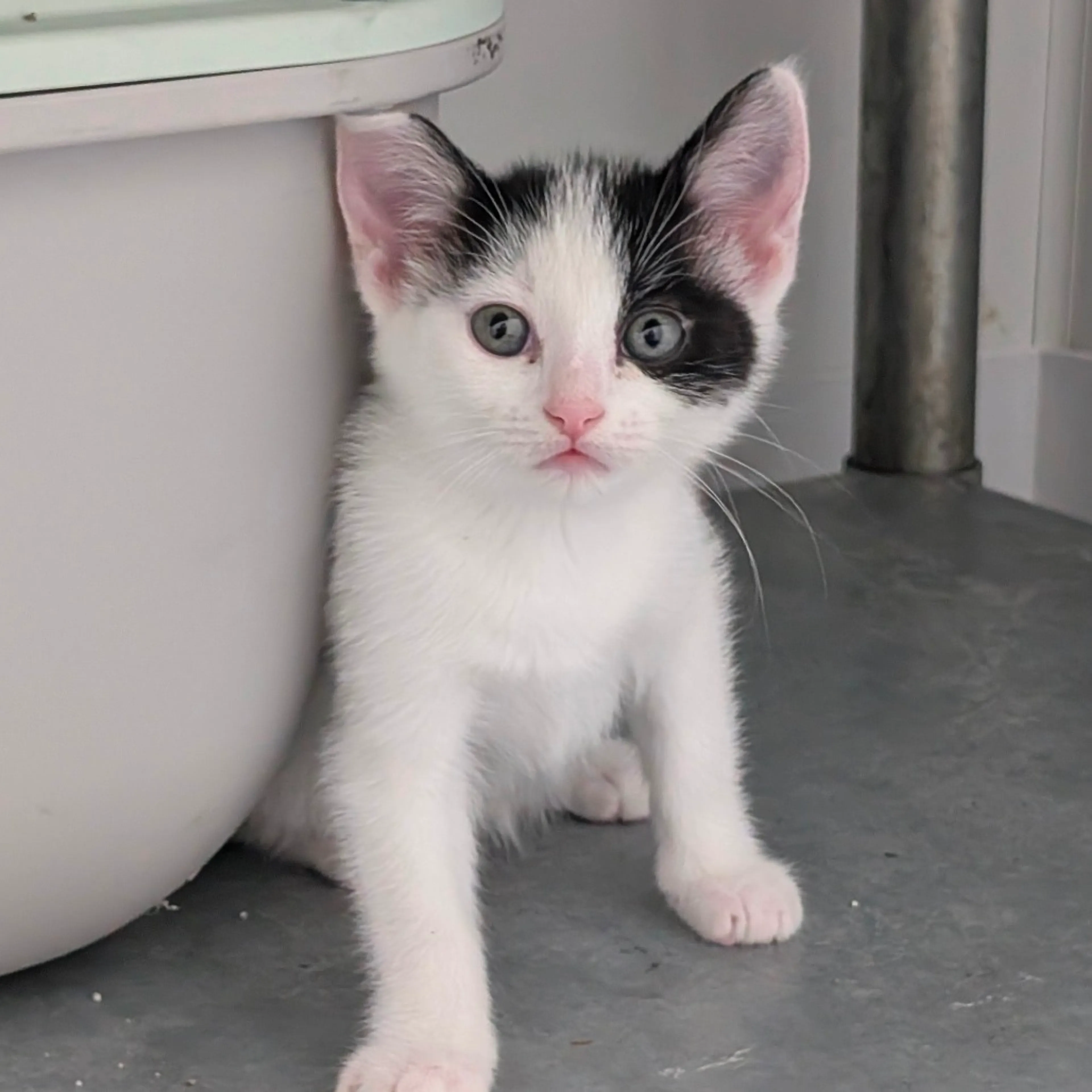 Found pet-2