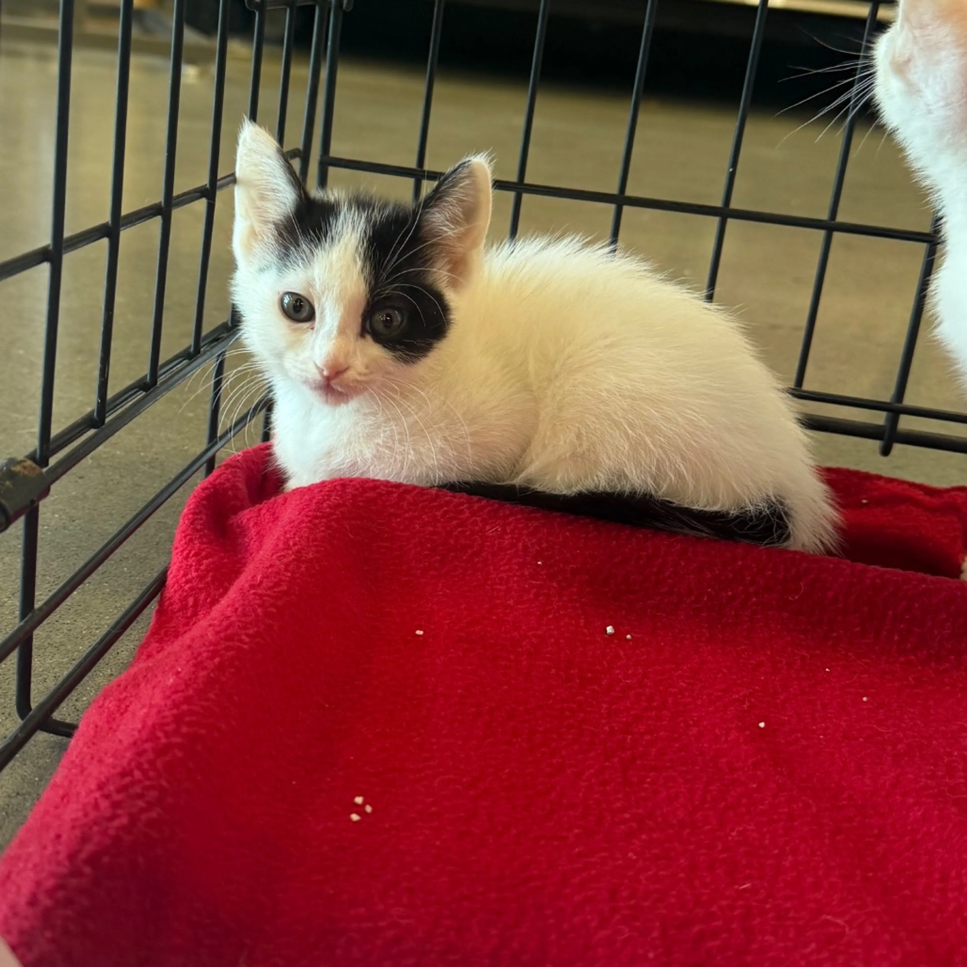 Found pet-1