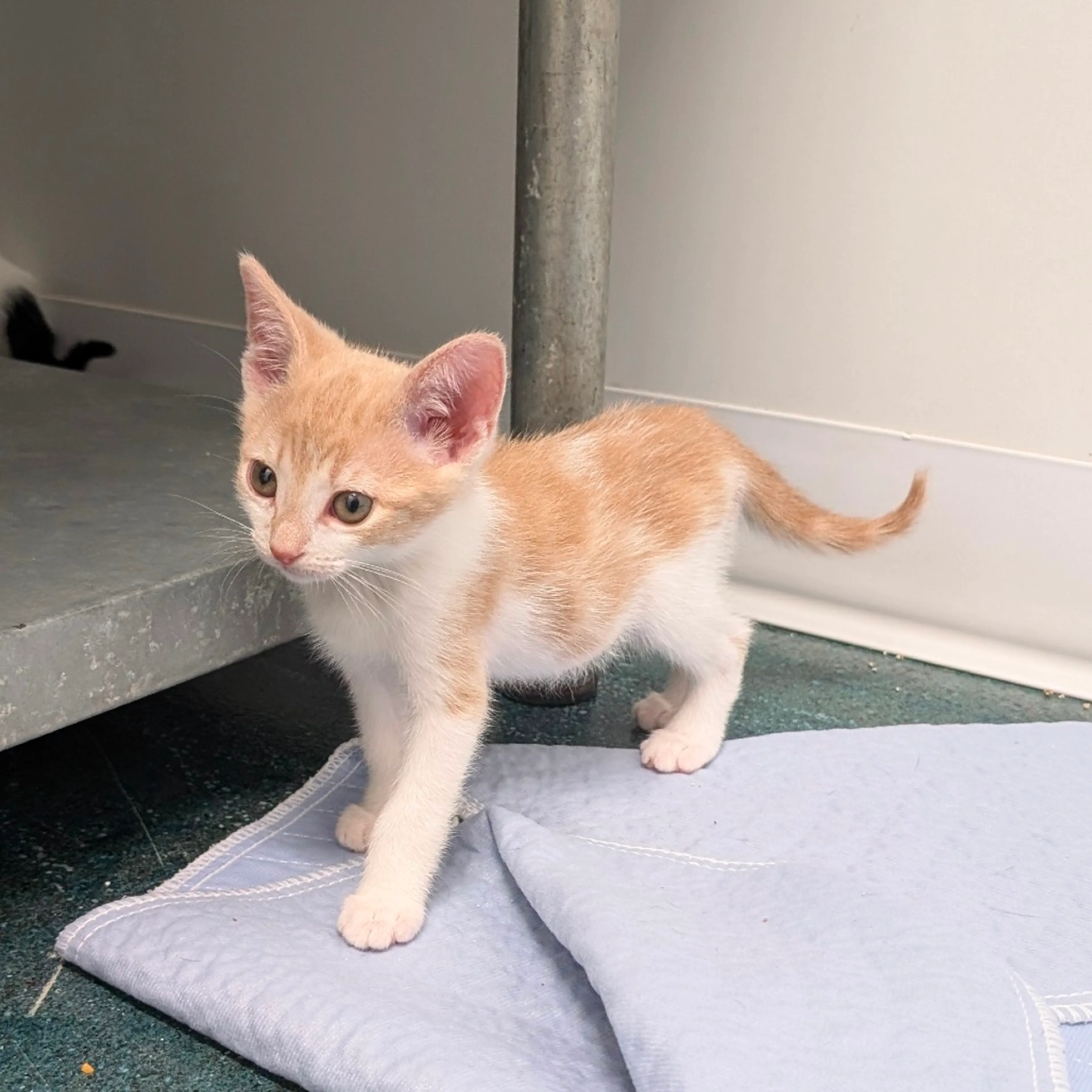 Found pet-2