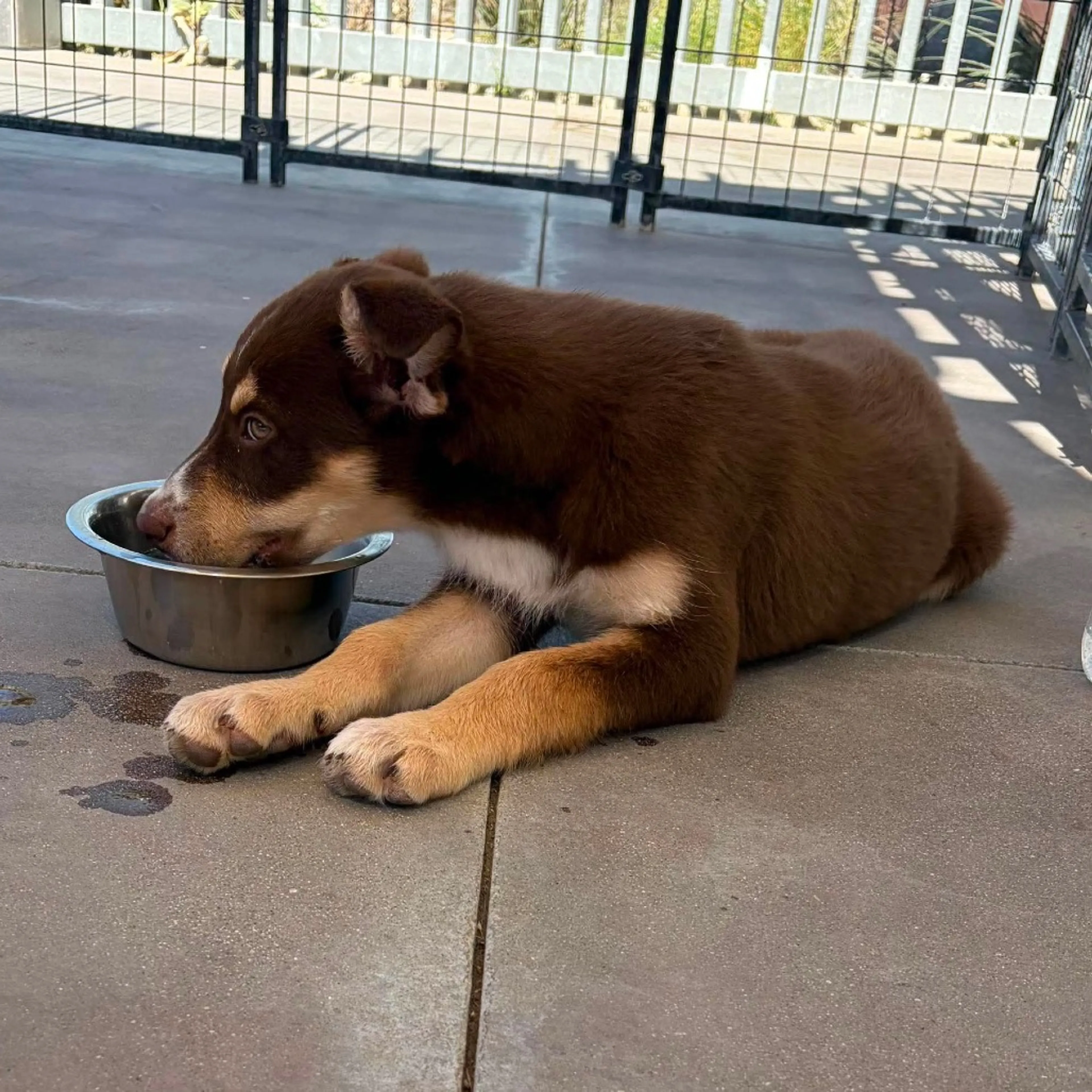 Found pet-2