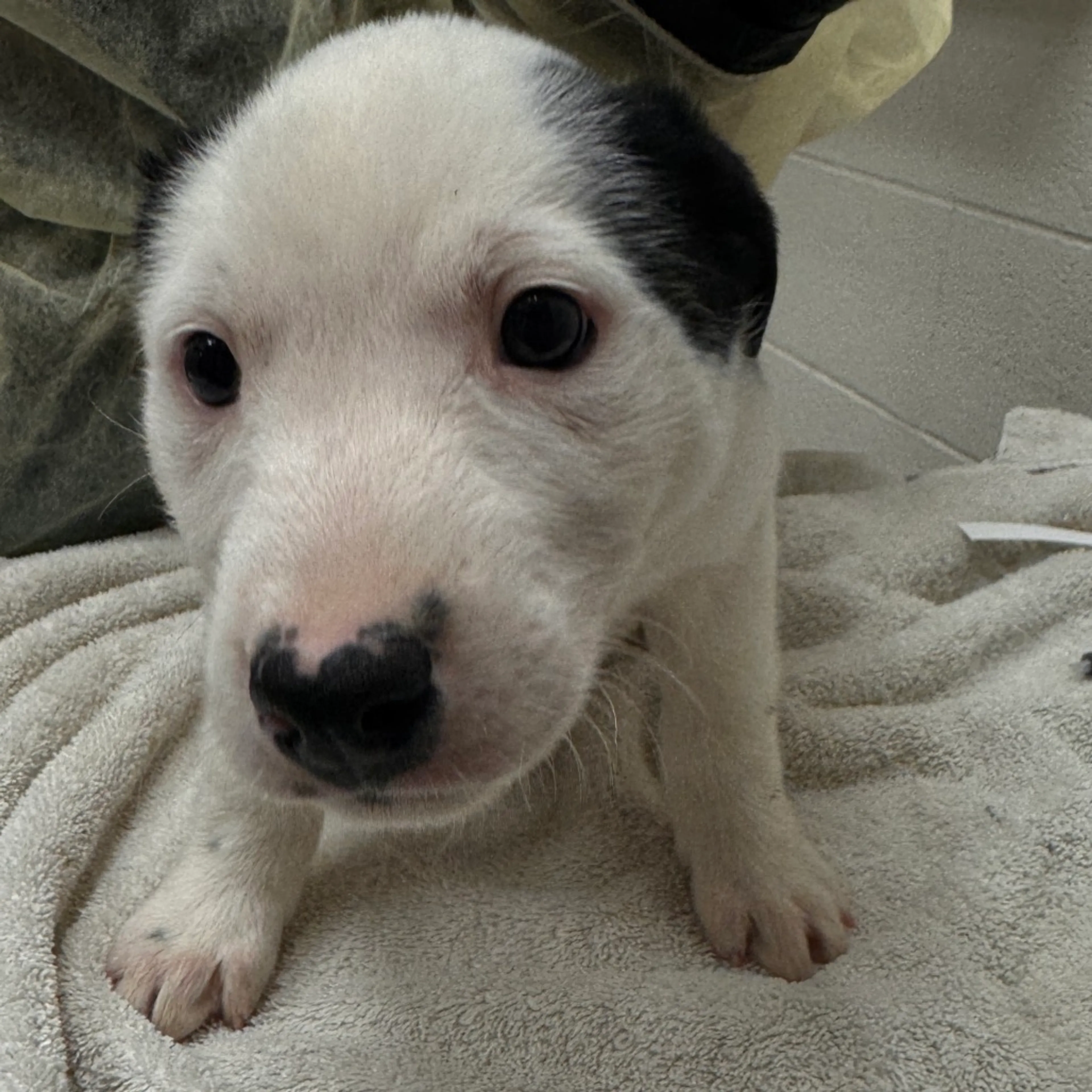 Found pet-2