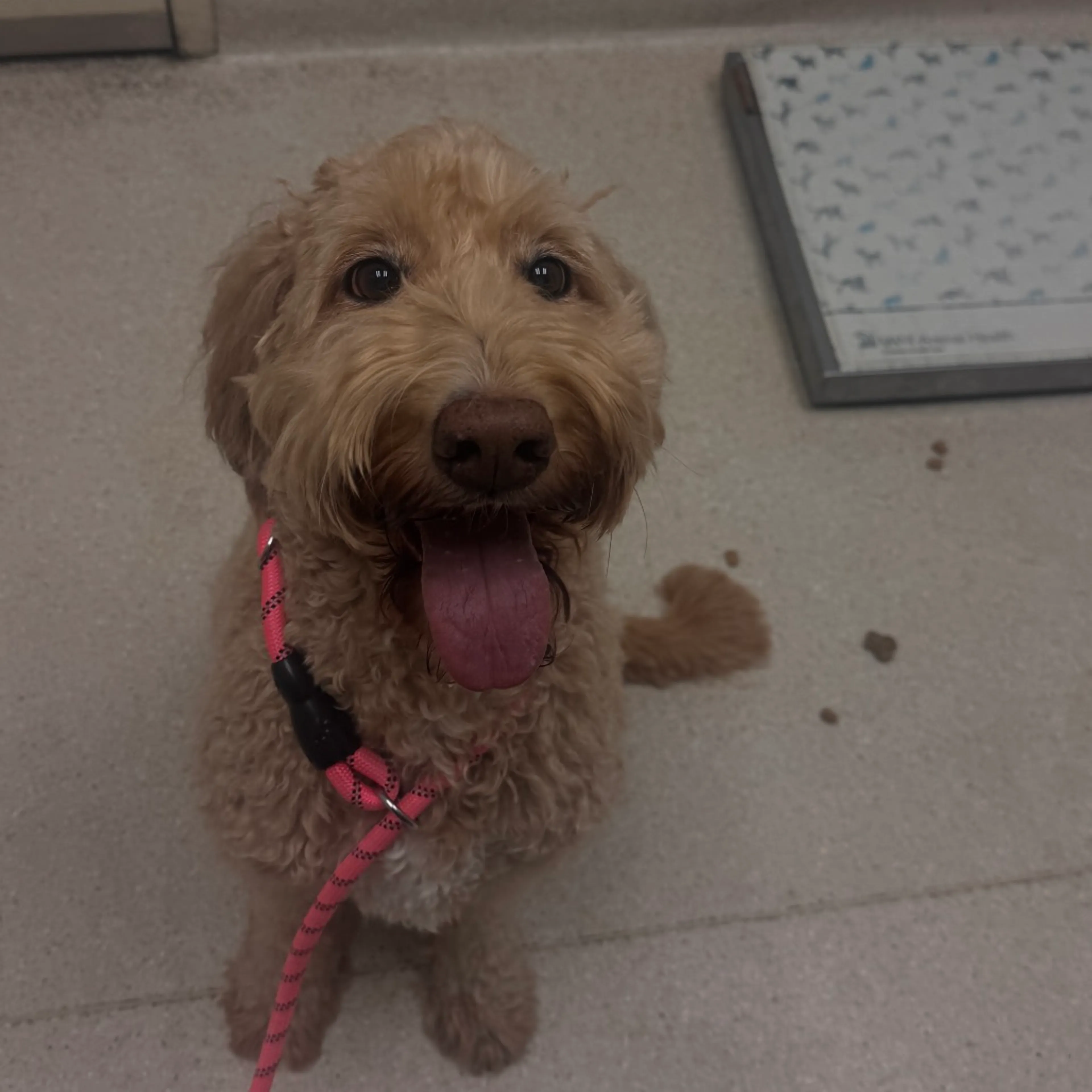 Found pet