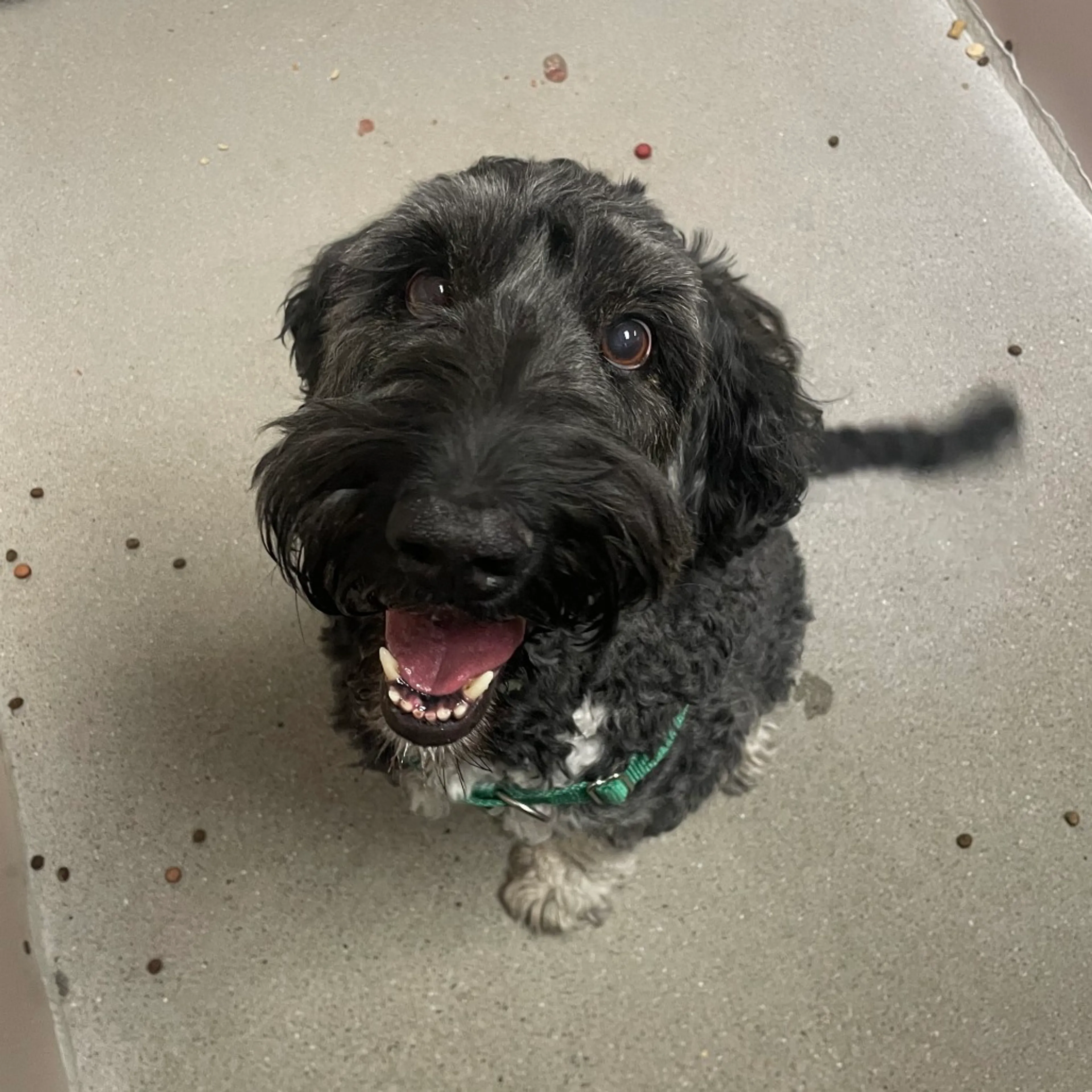 Found pet