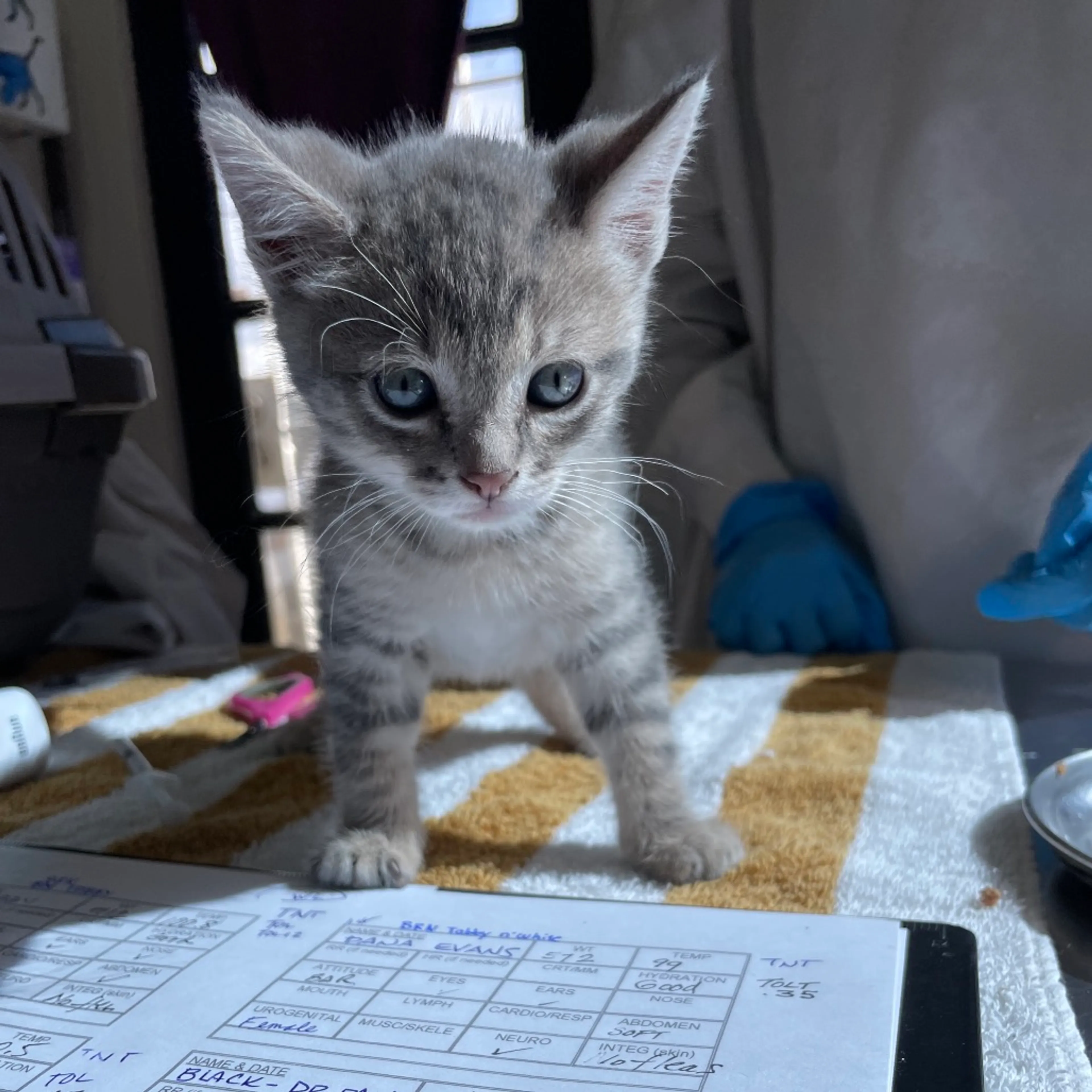 Found pet