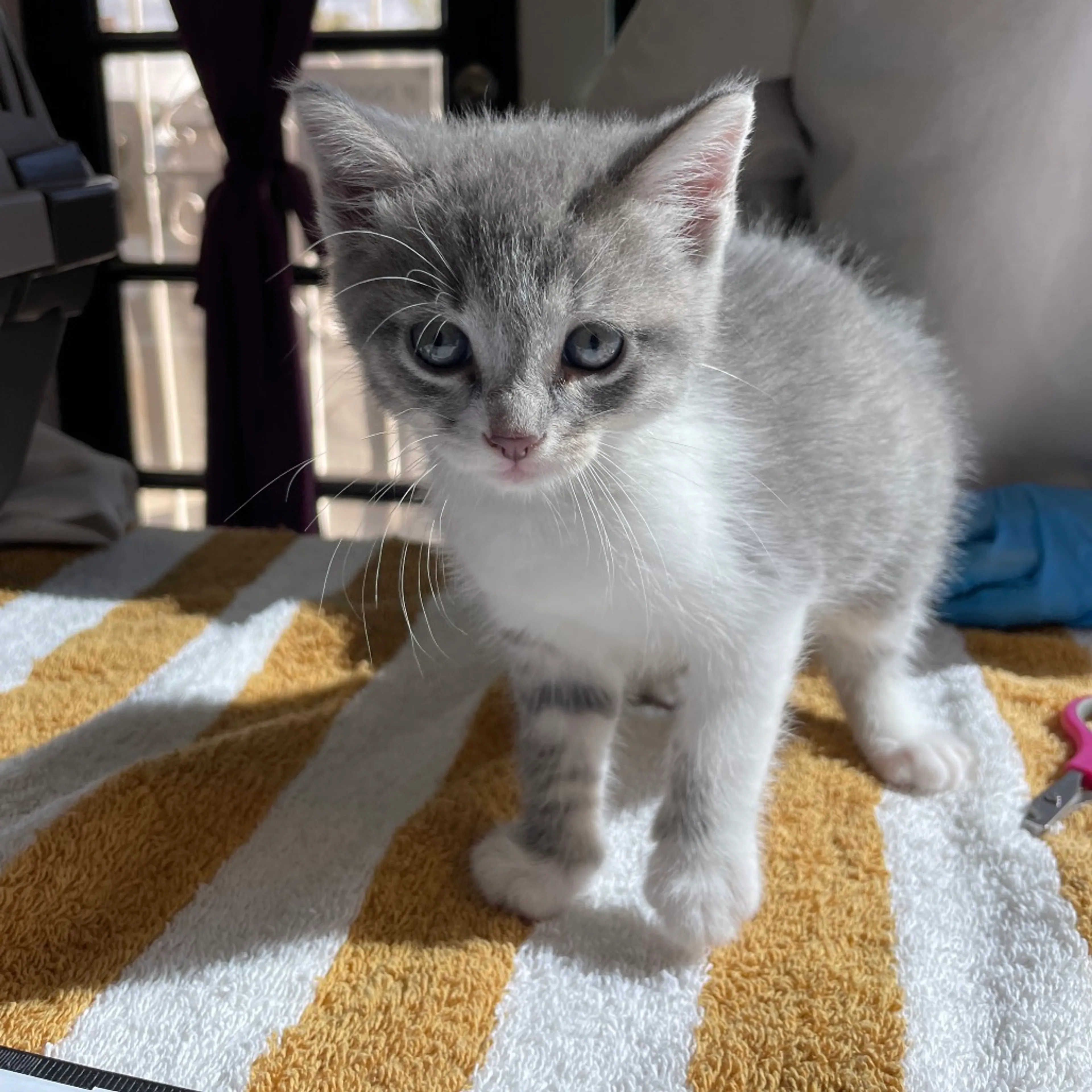 Found pet