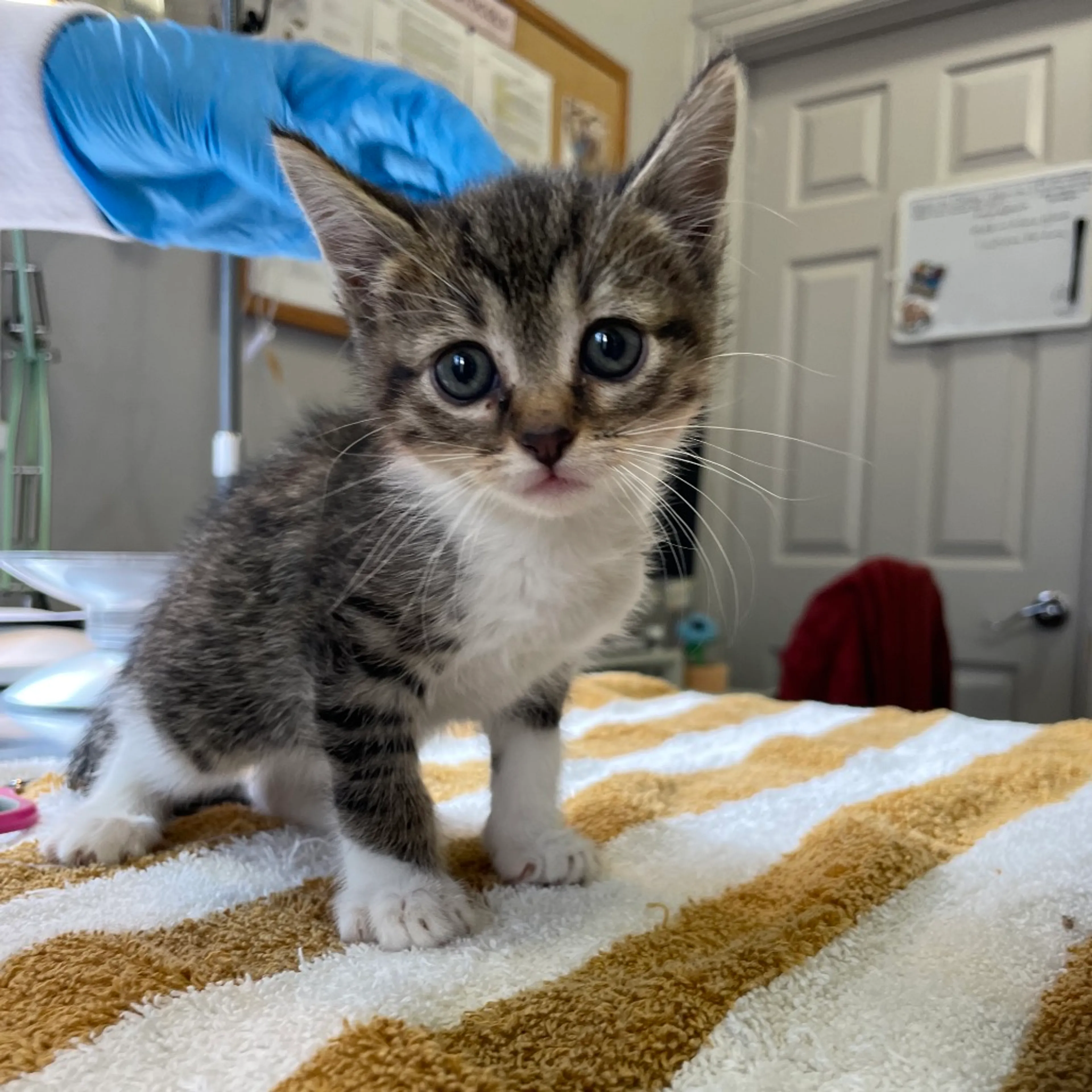 Found pet