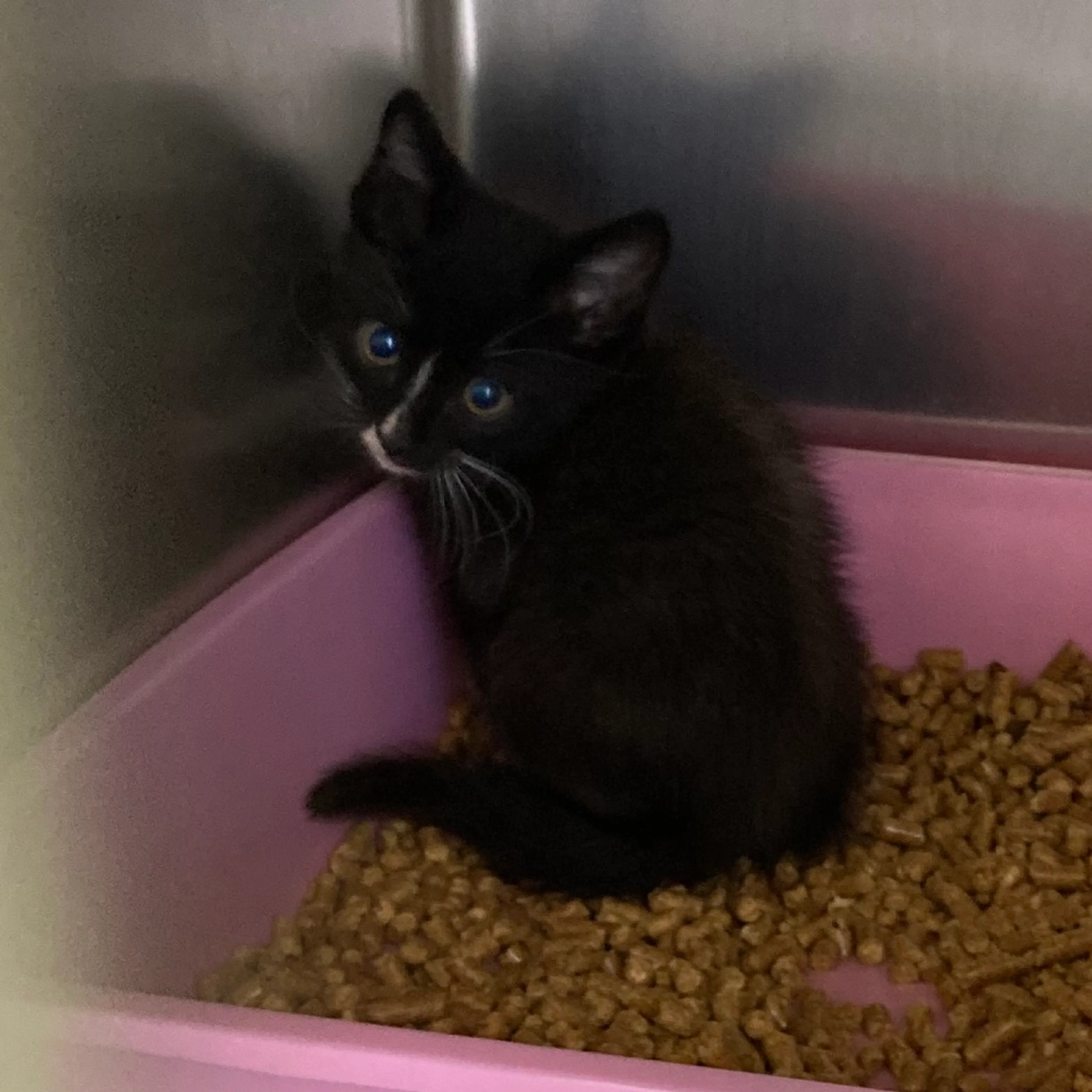 Found pet