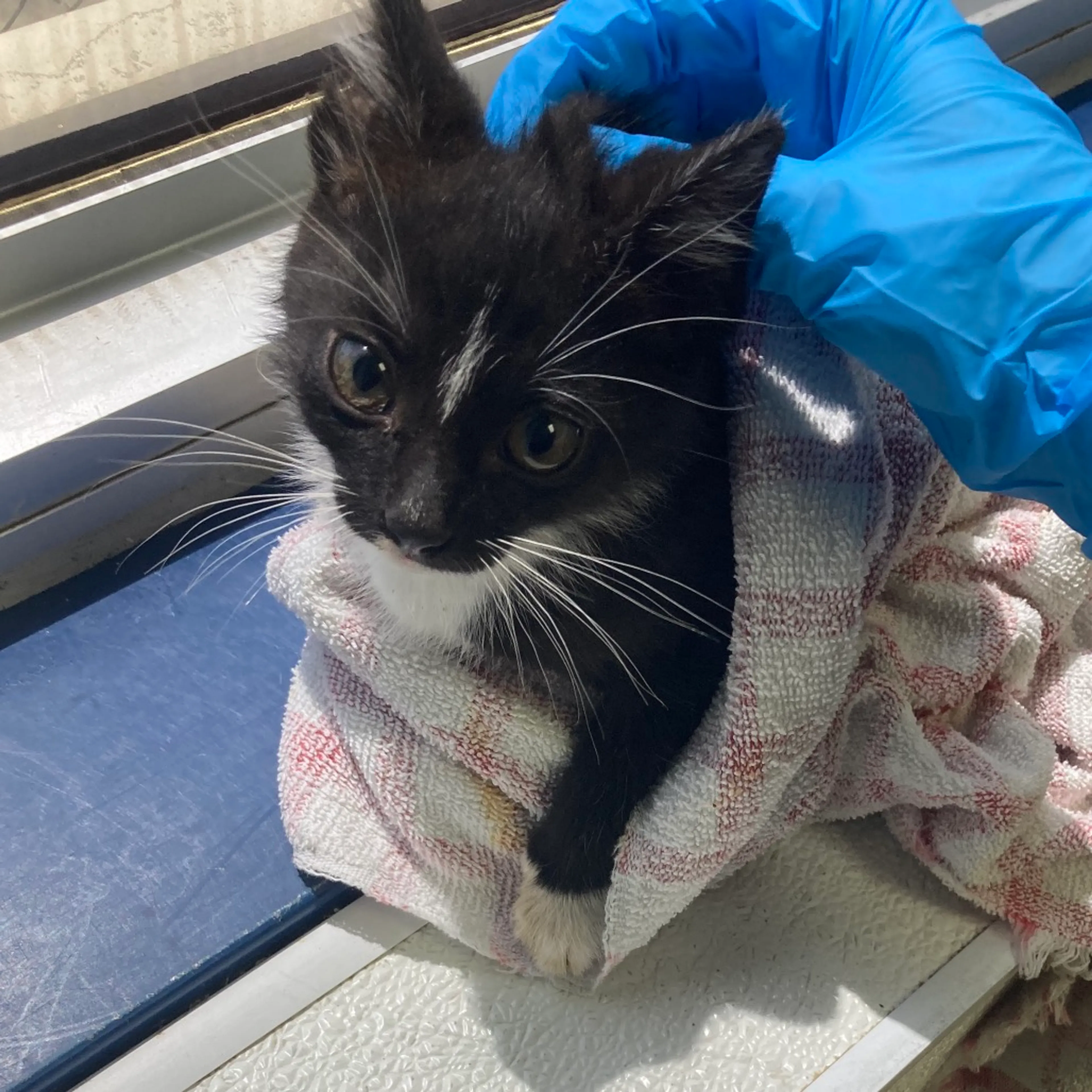 Found pet