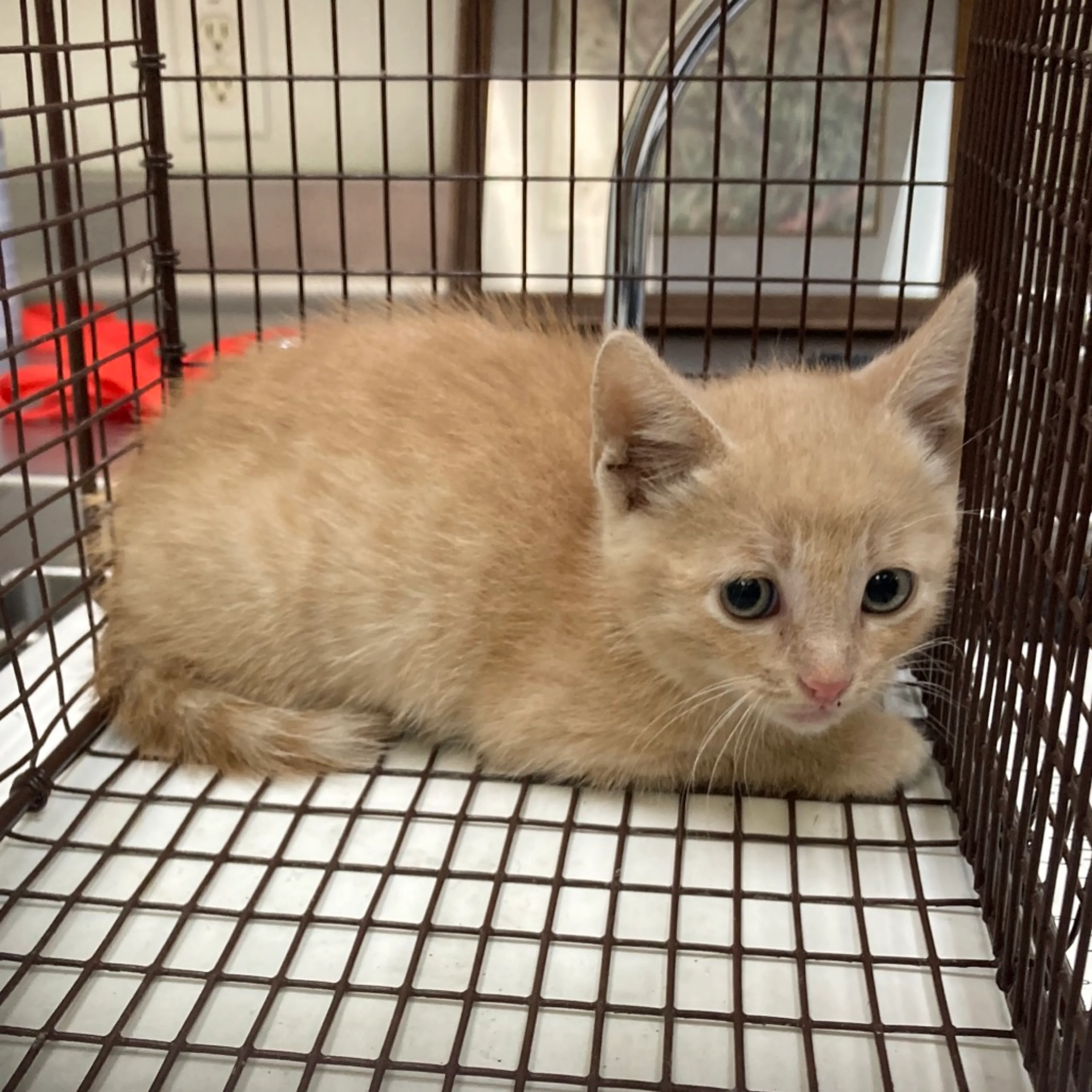 Found pet