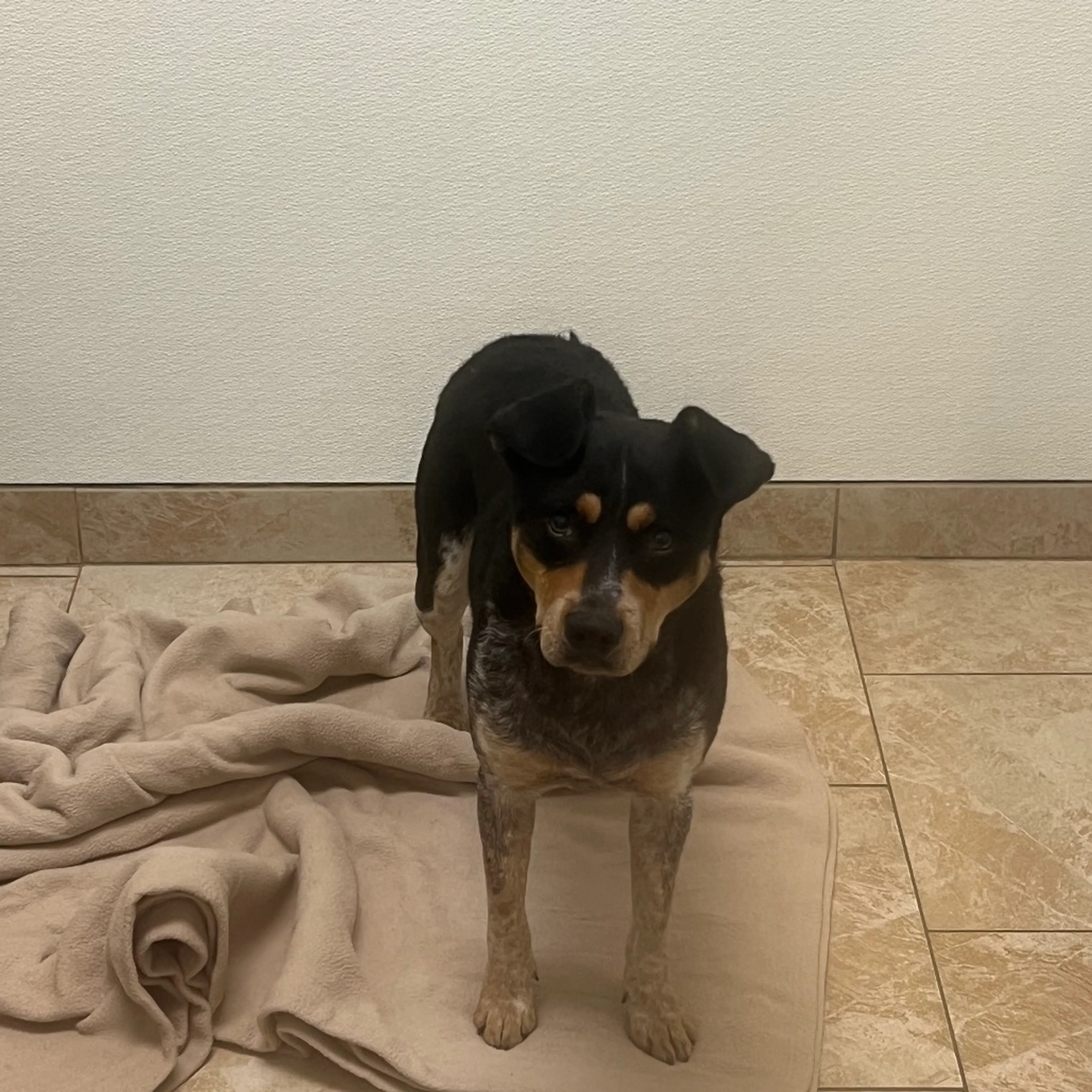 Found pet