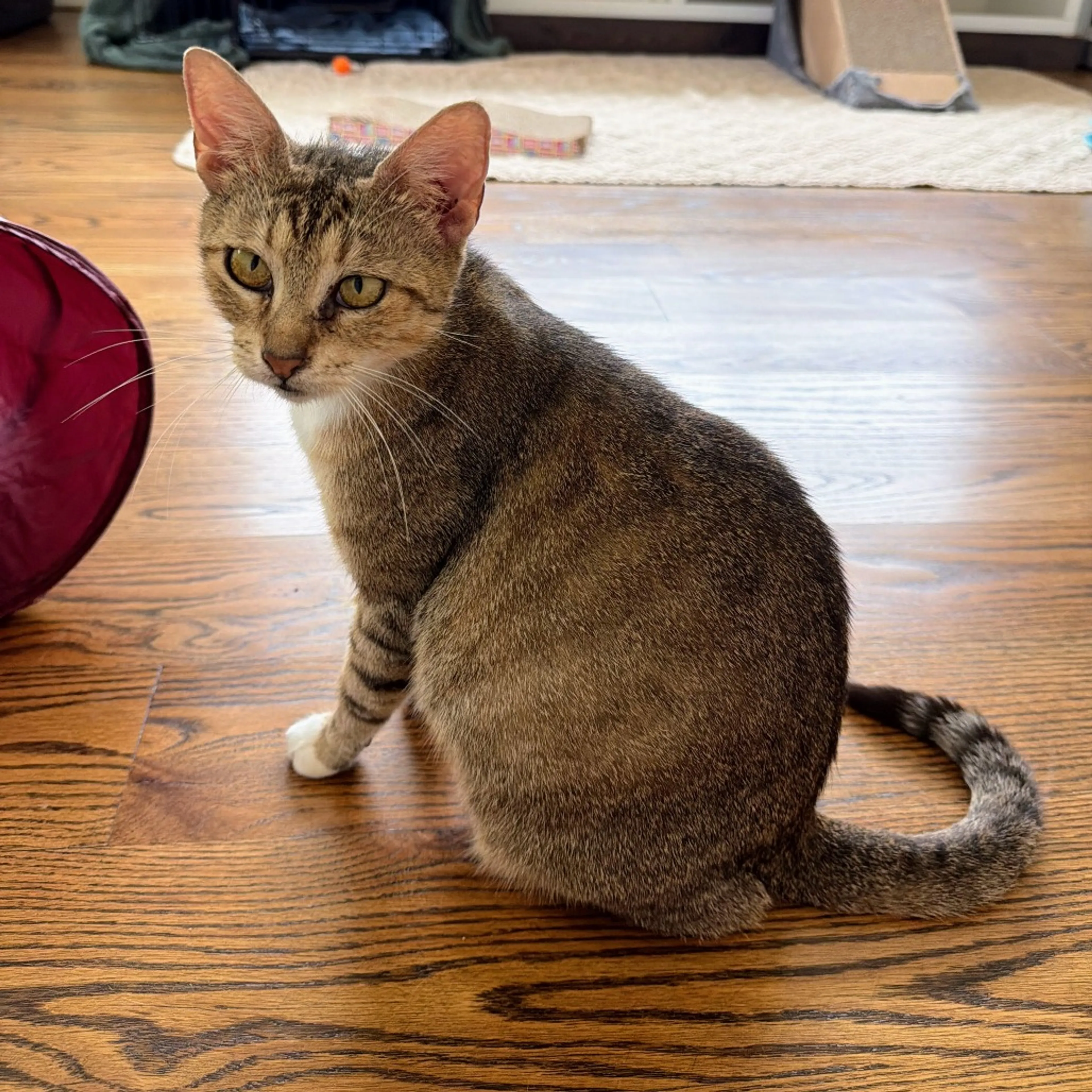 Found pet-3