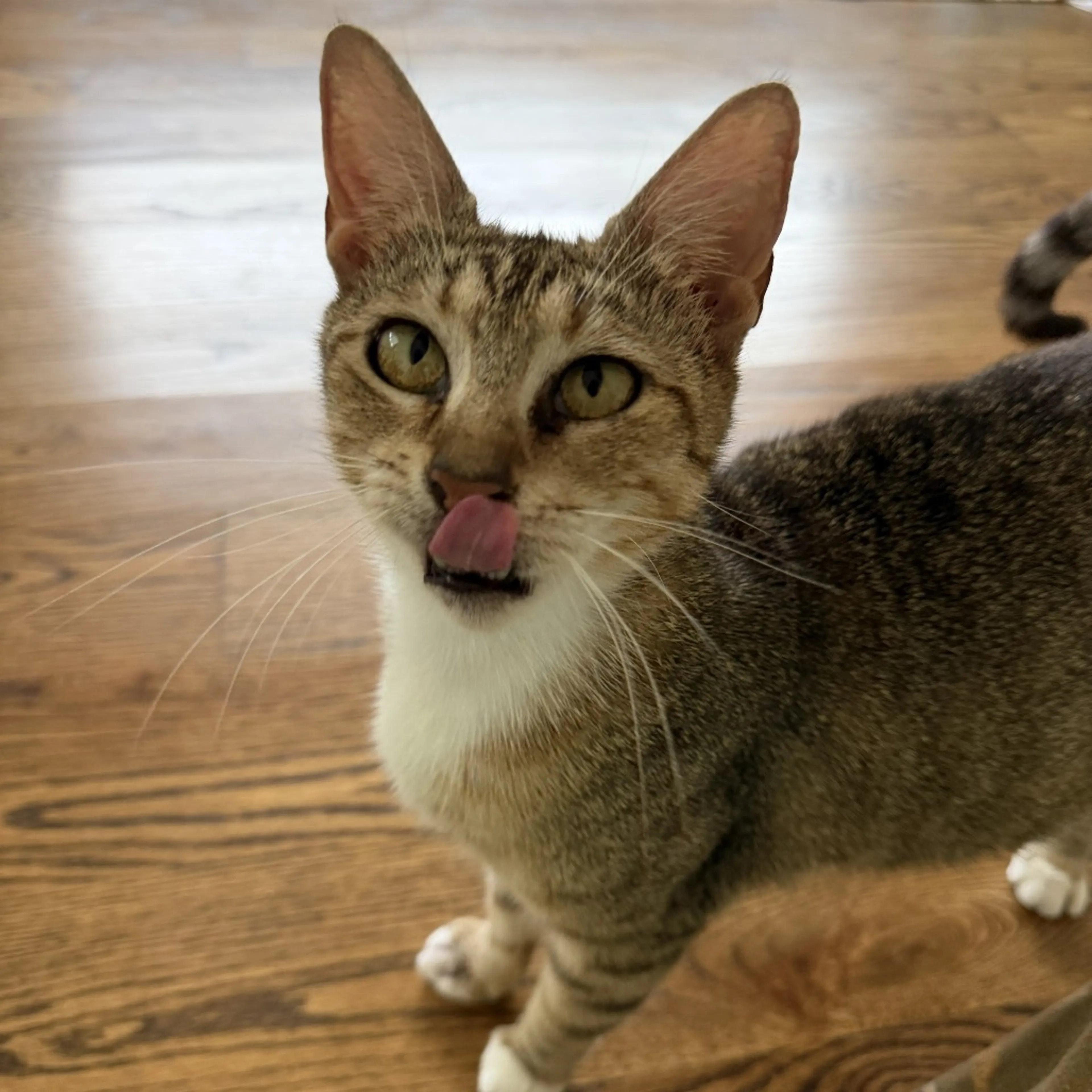 Found pet-2