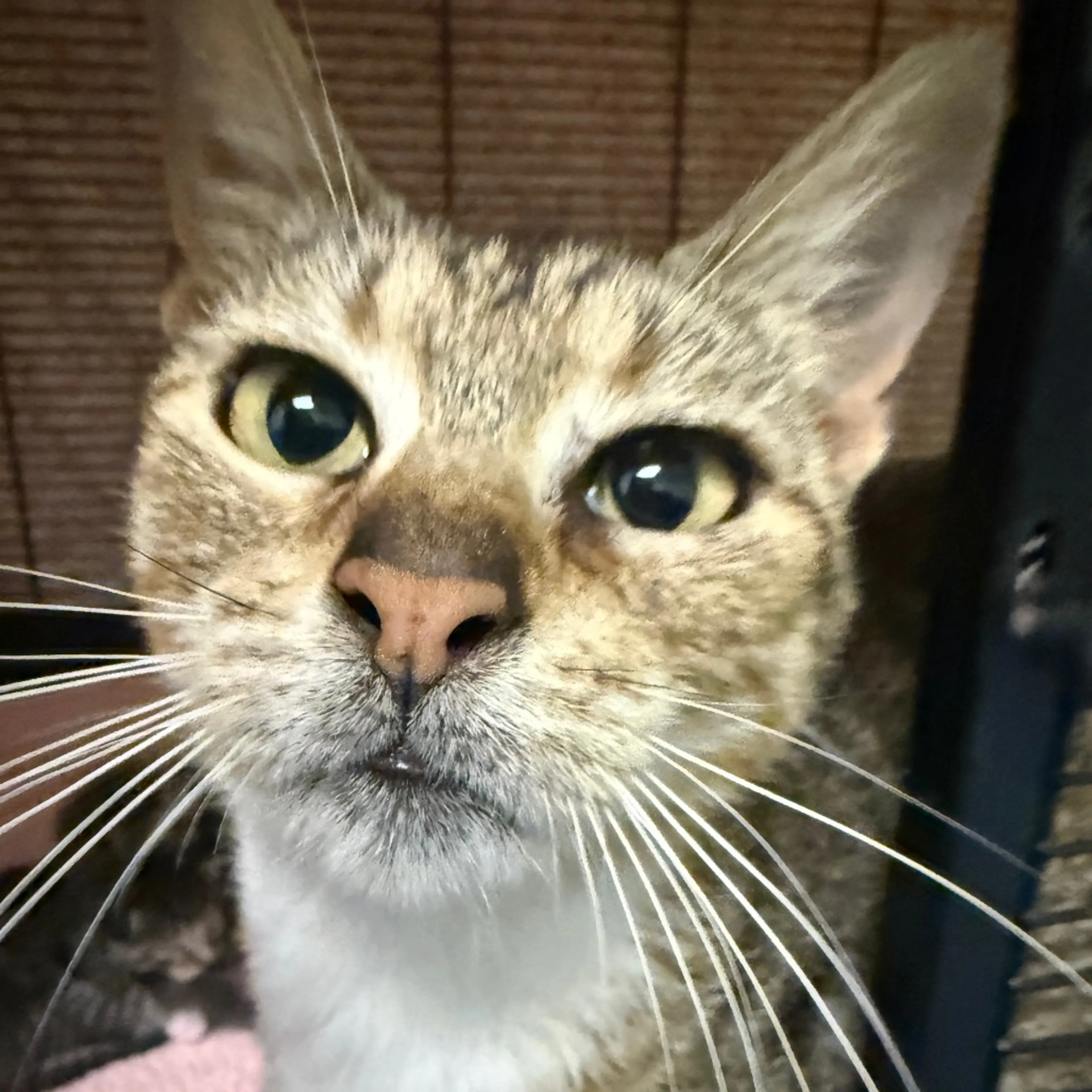 Found pet-1