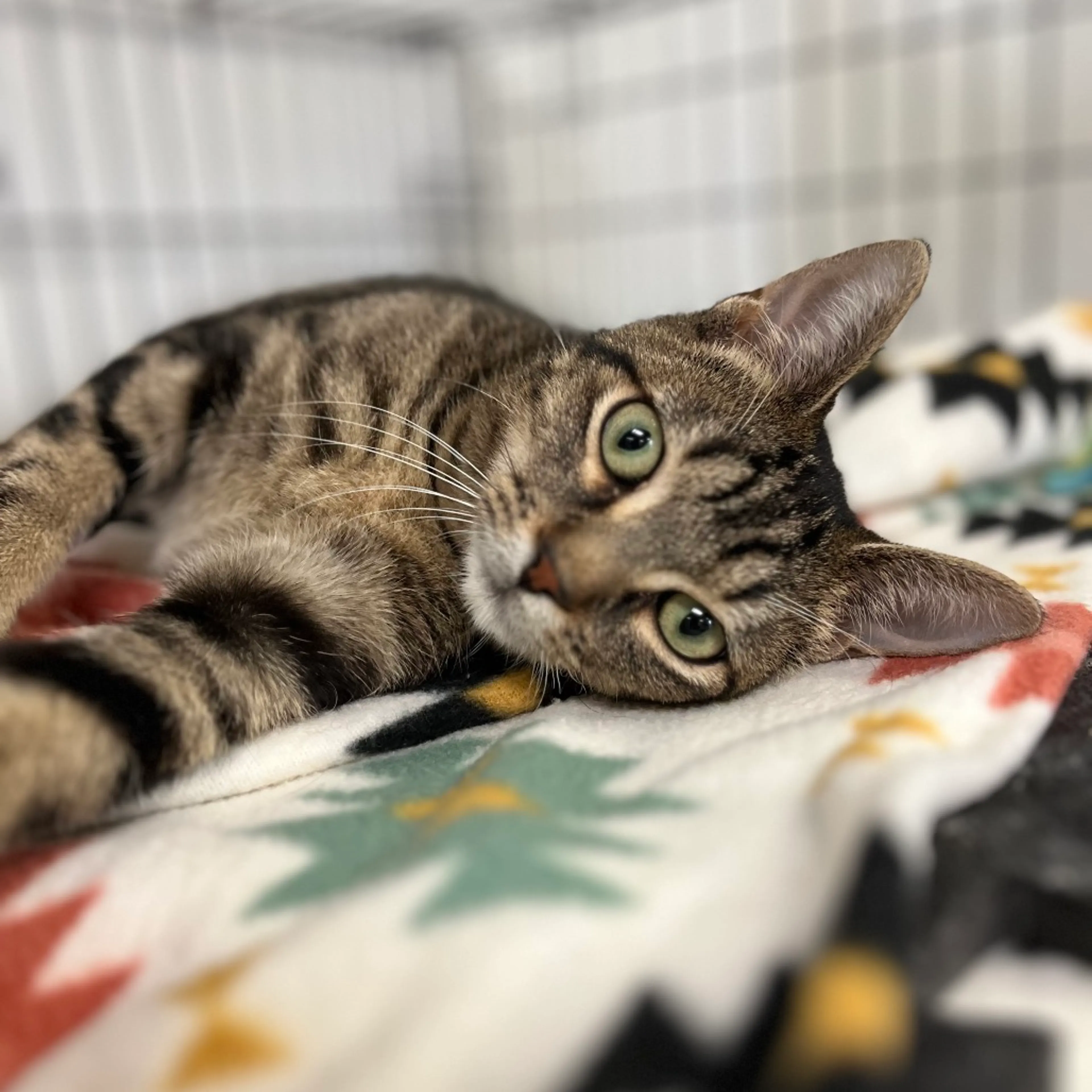 Found pet-2