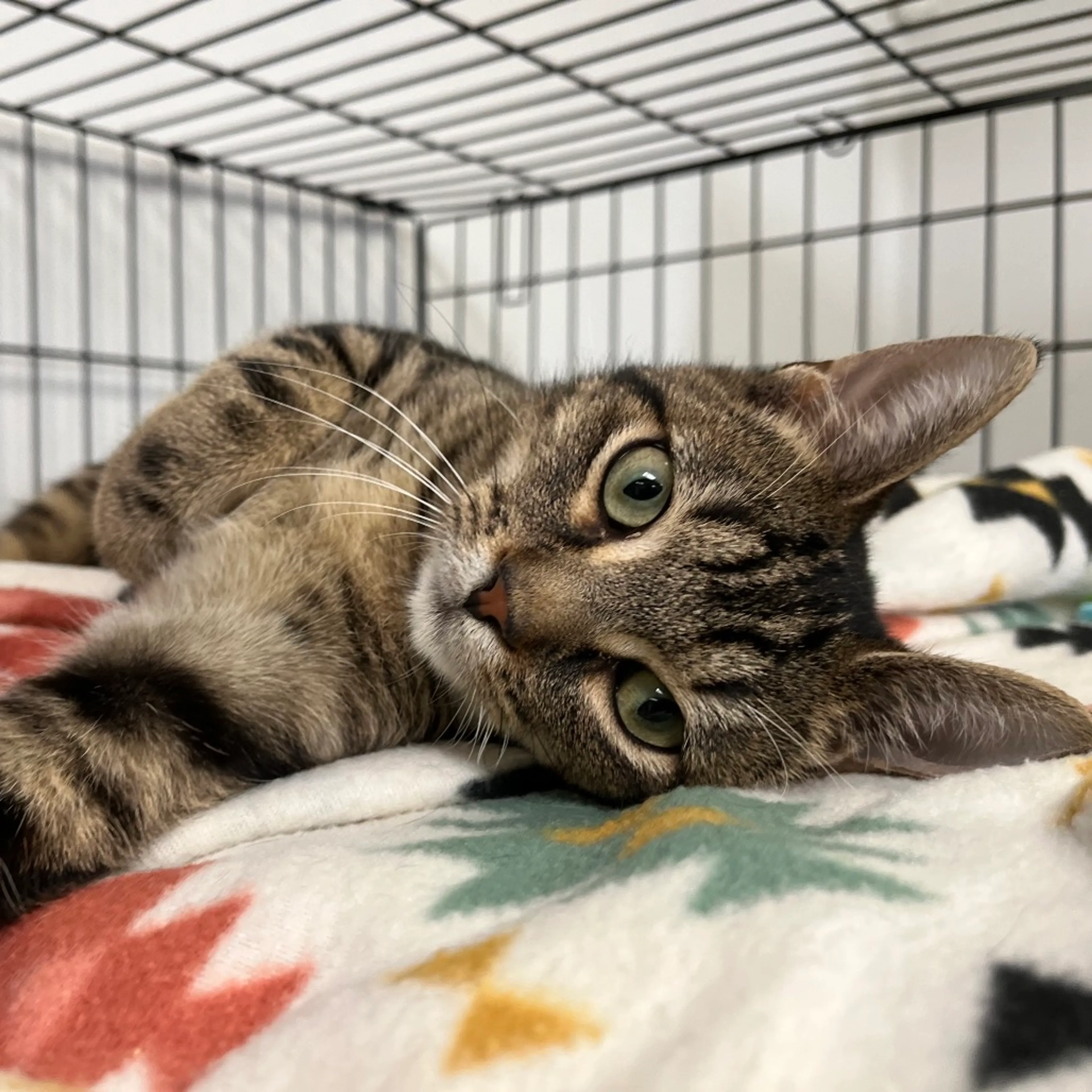 Found pet-1
