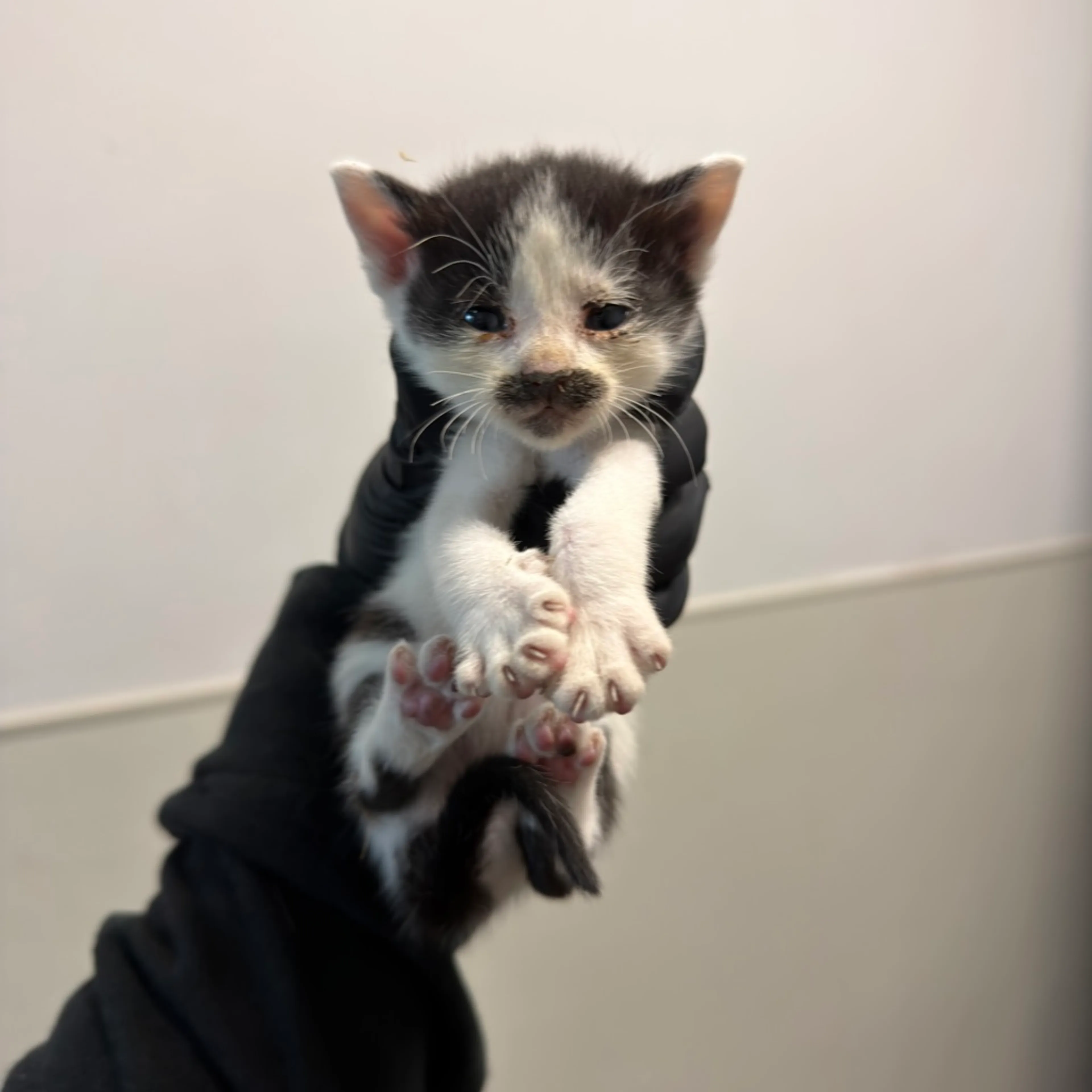 Found pet