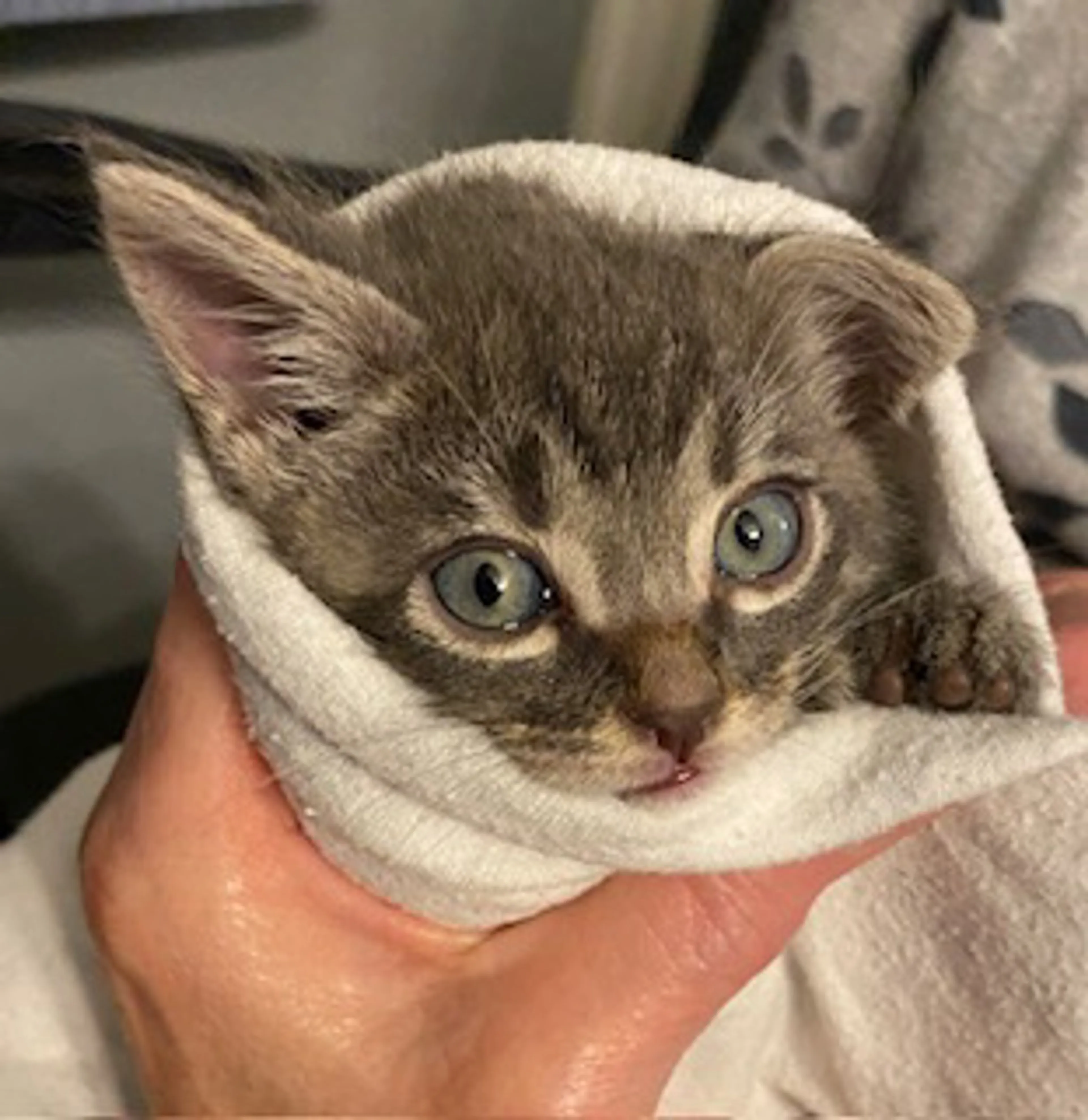 Found pet-1