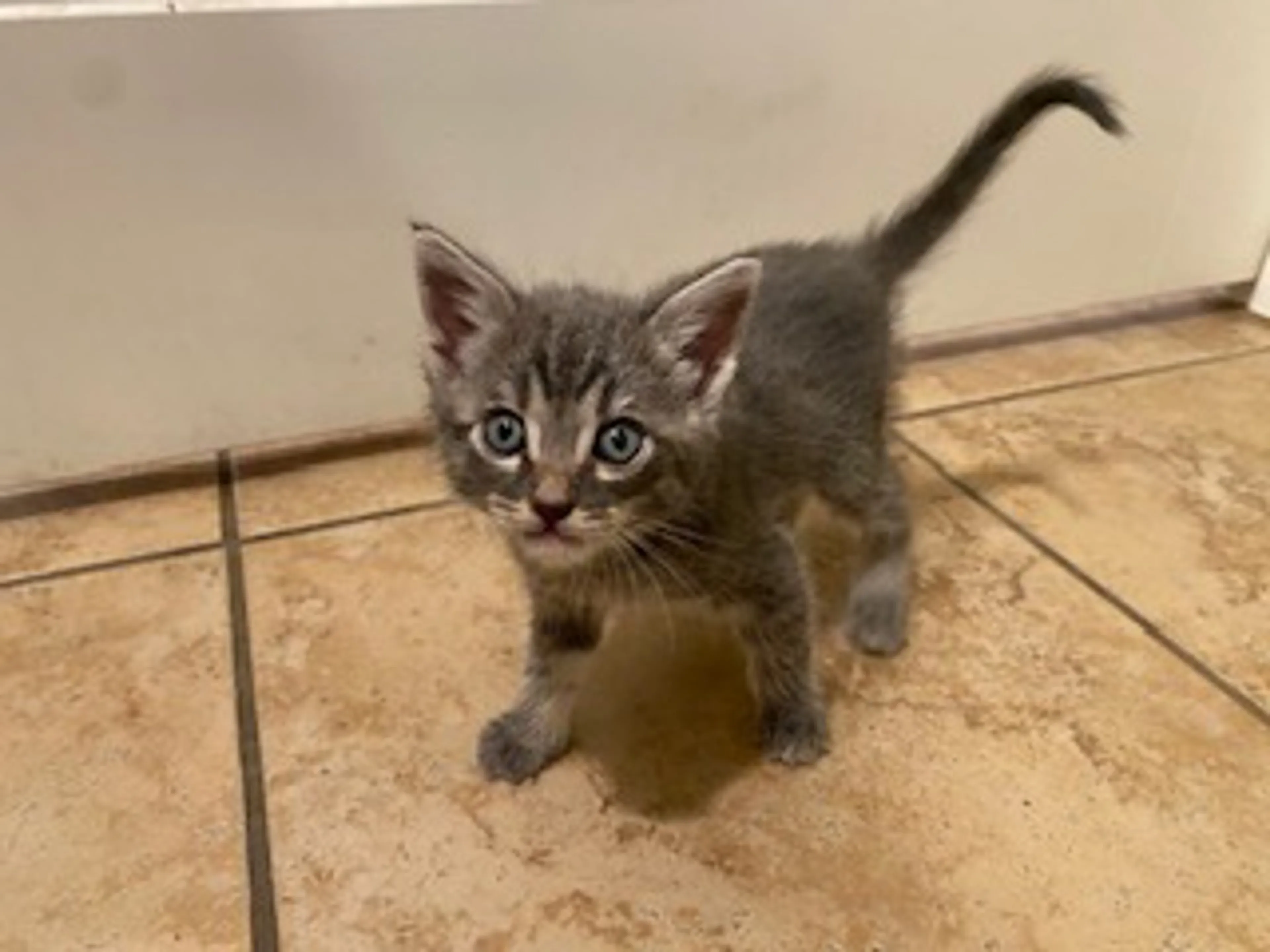 Found pet-4