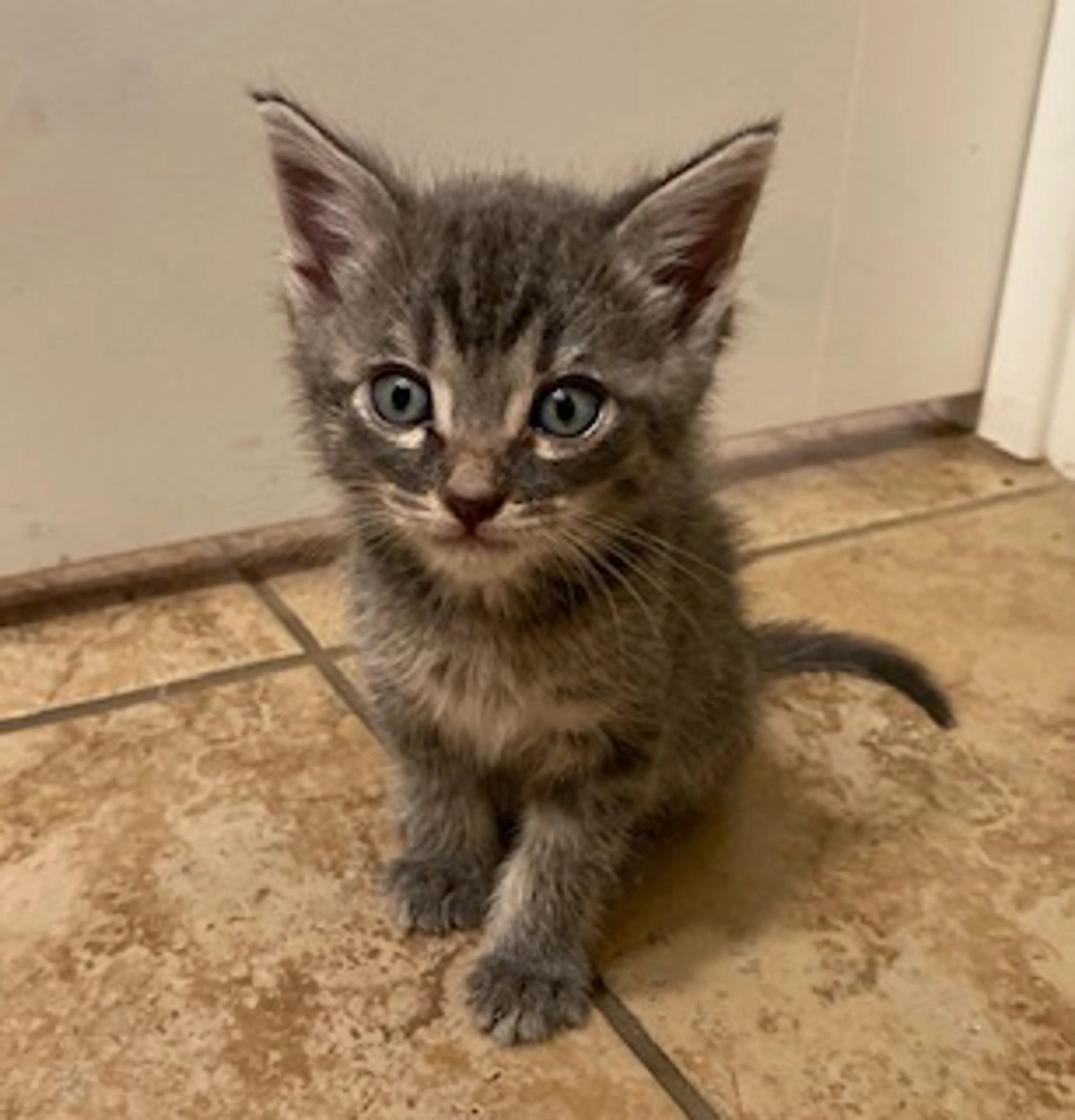 Found pet-0