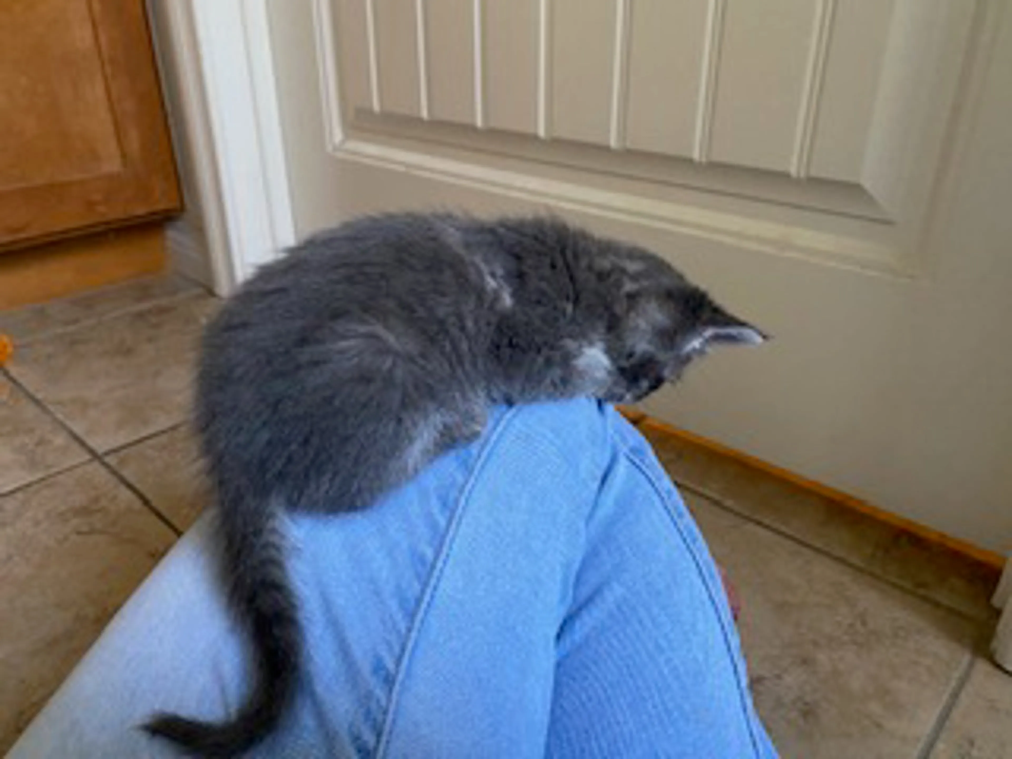 Found pet-2
