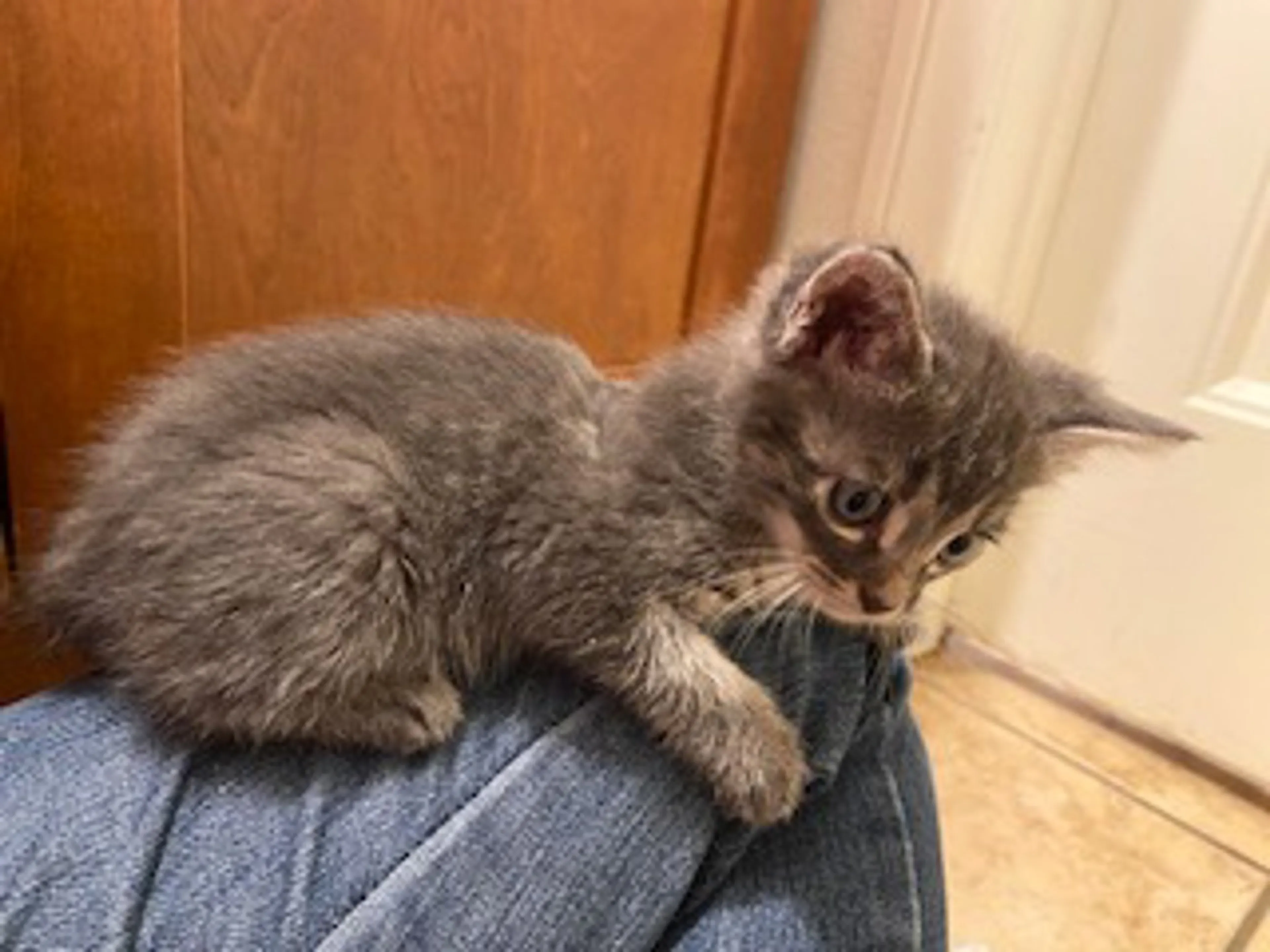 Found pet-3