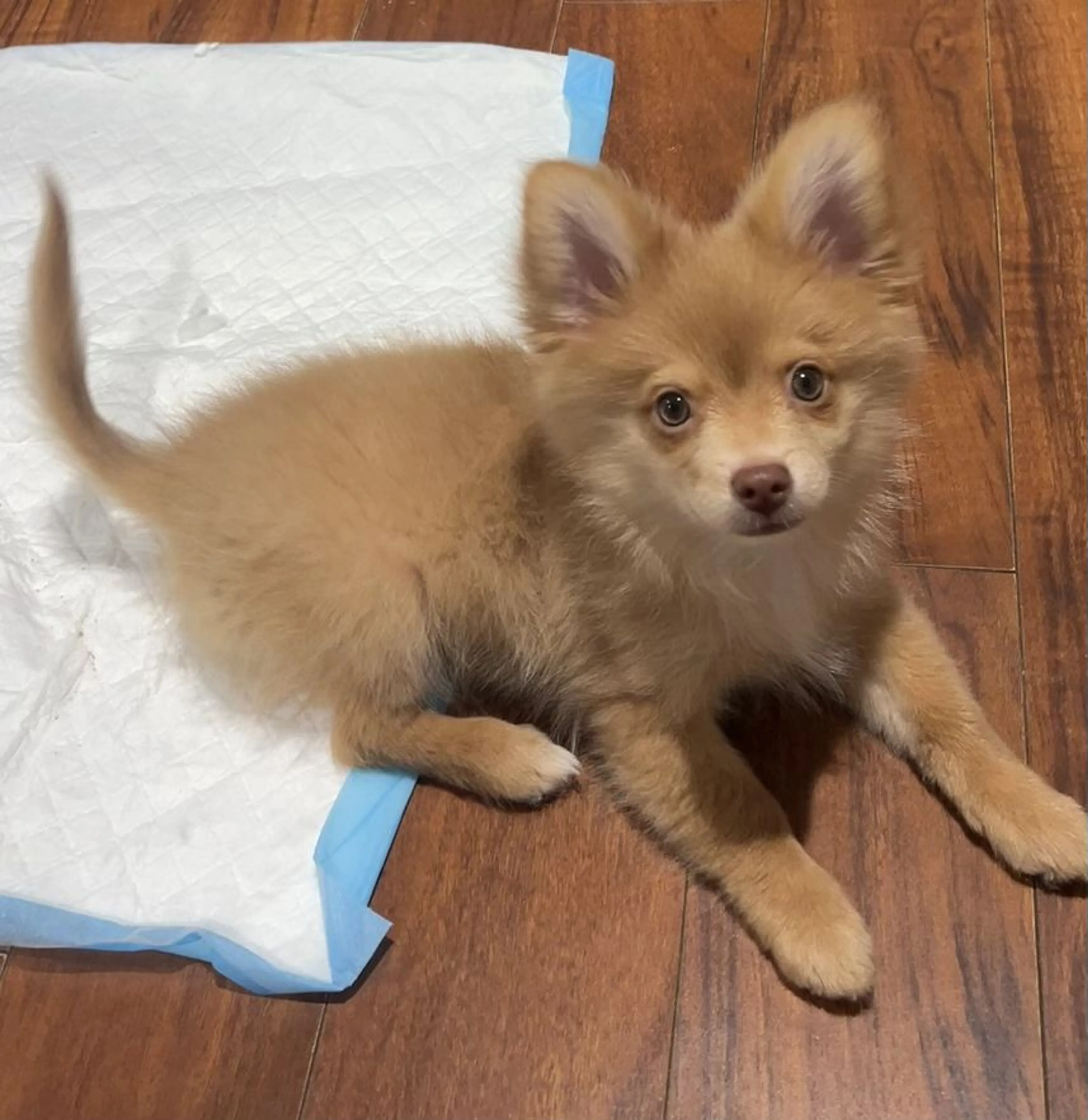 Lost pet