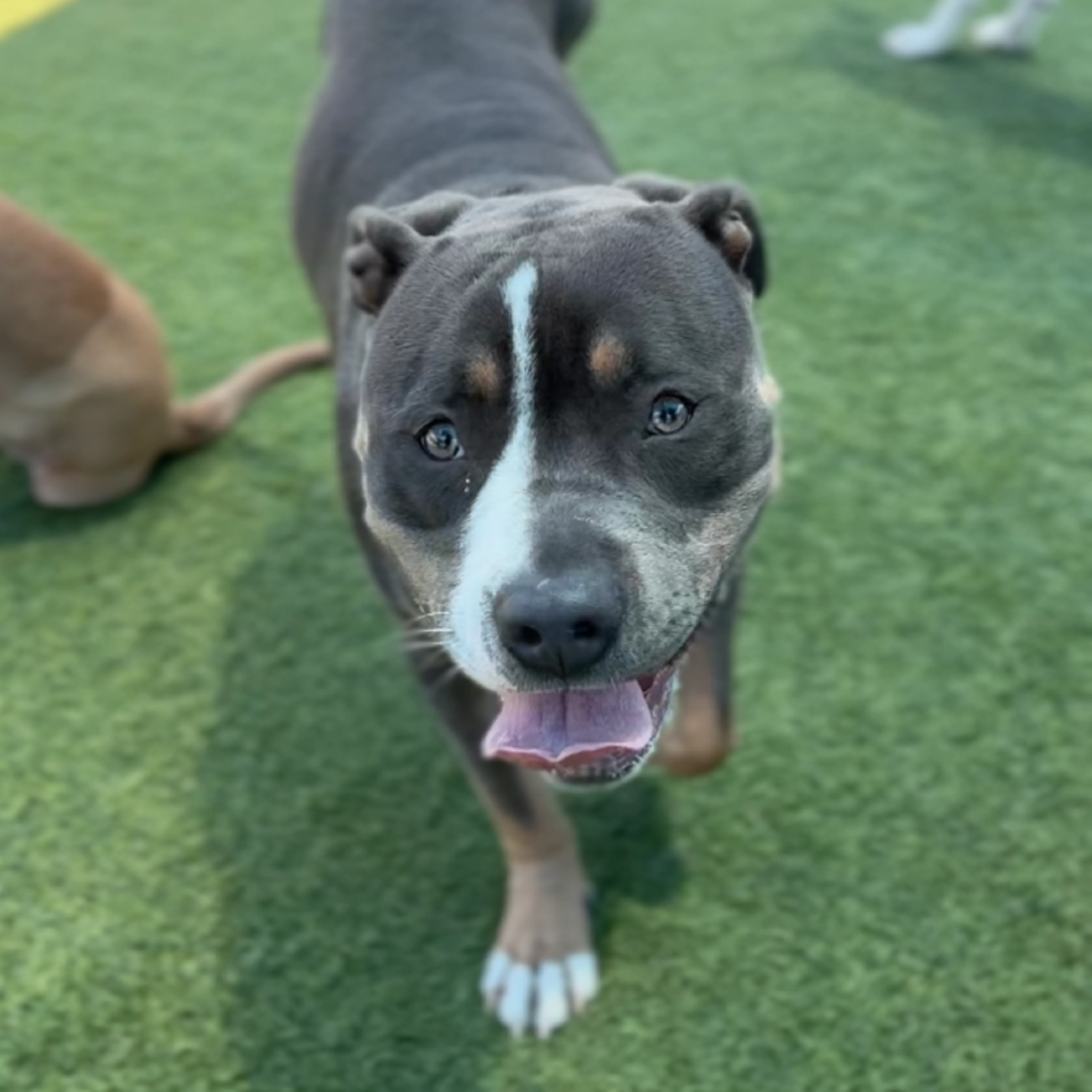 Found pet-2