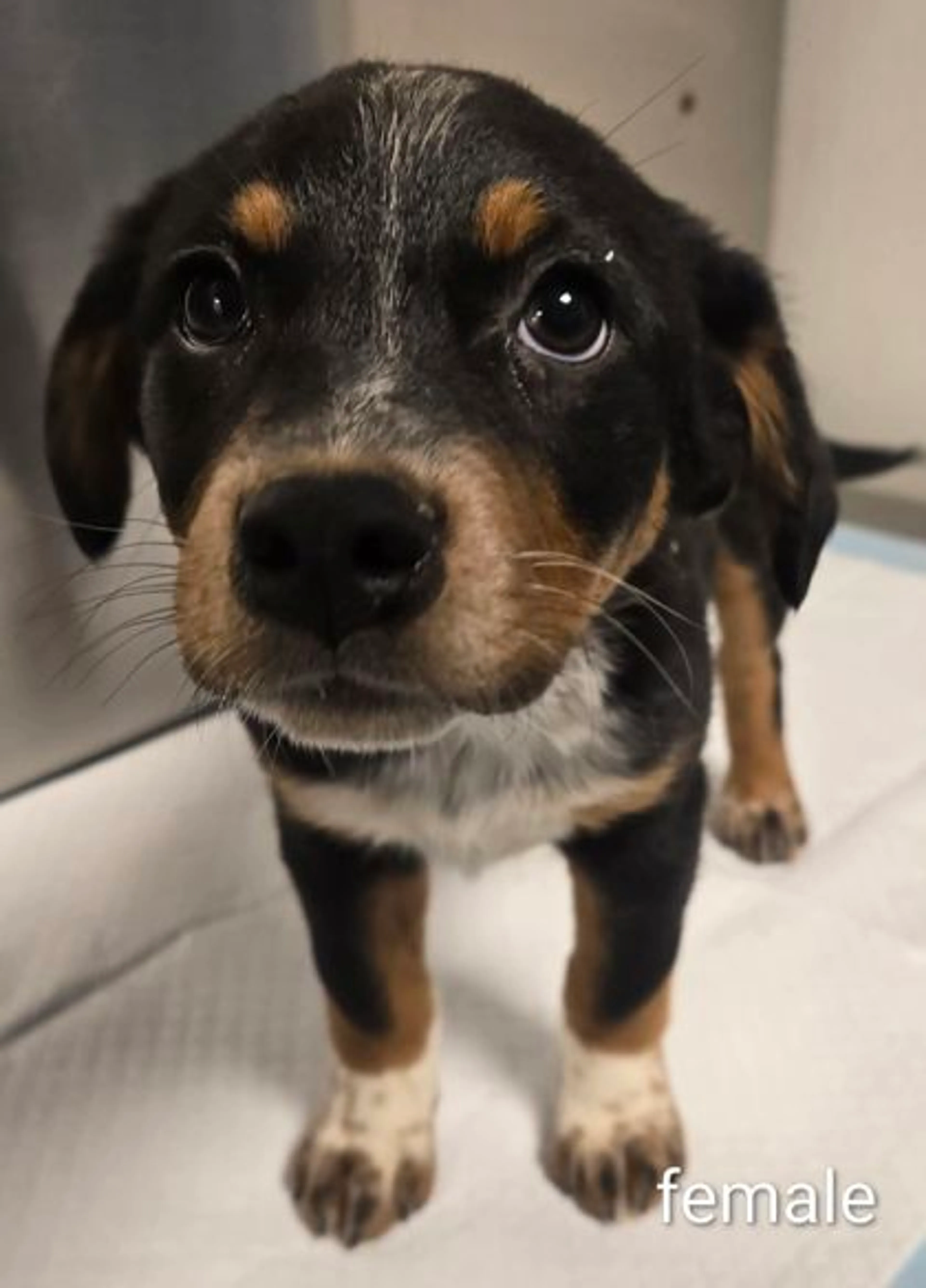 Found pet