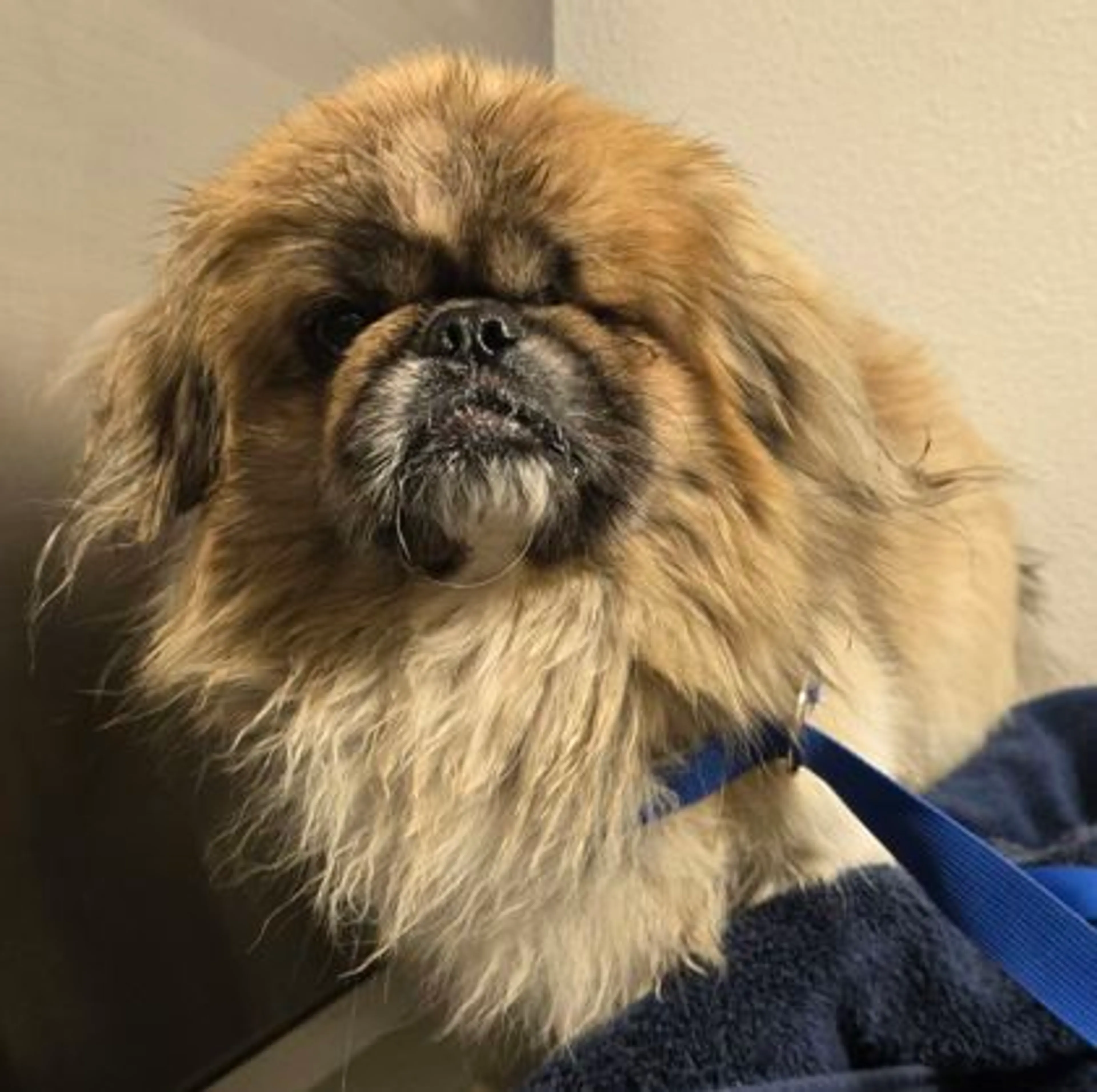 Found pet