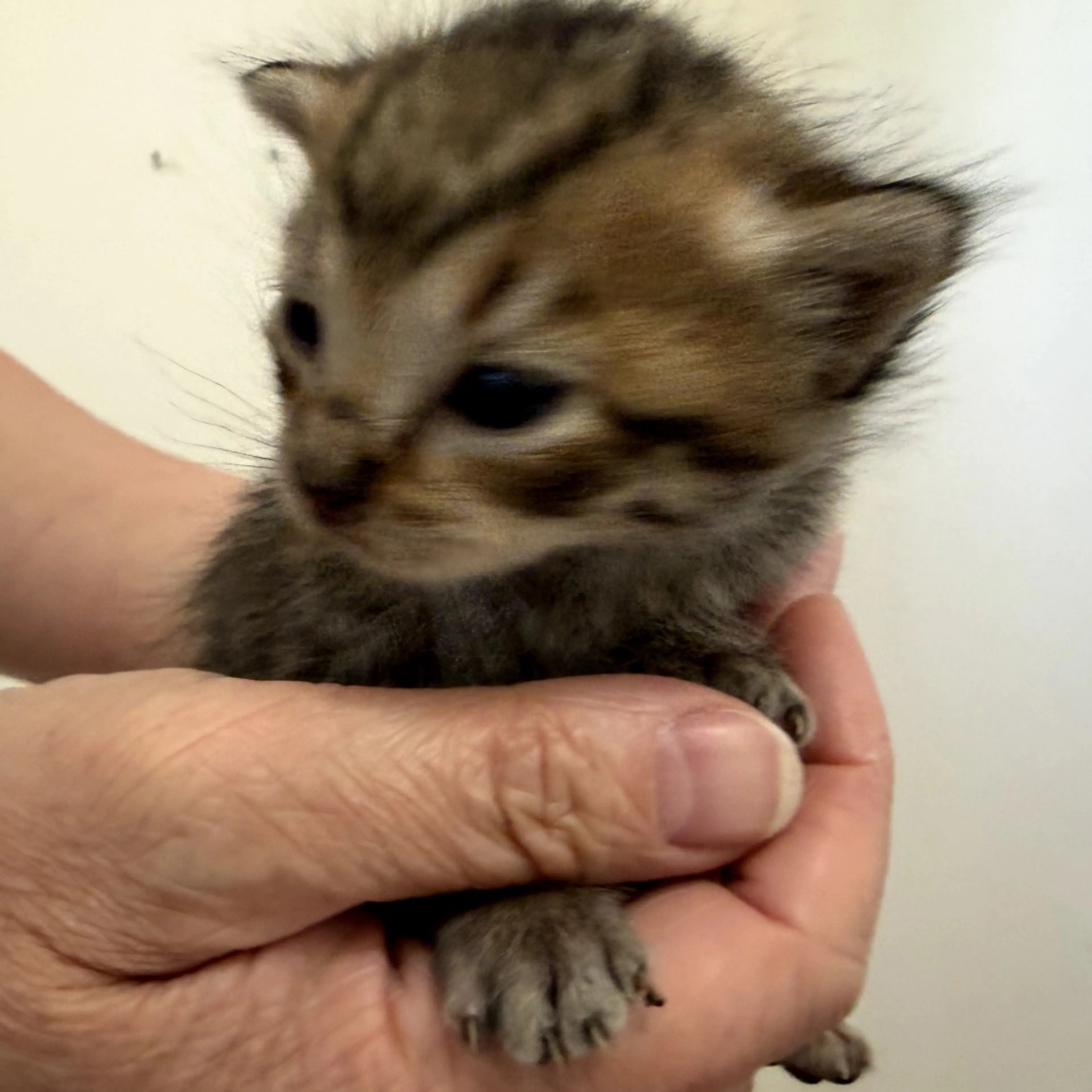 Found pet