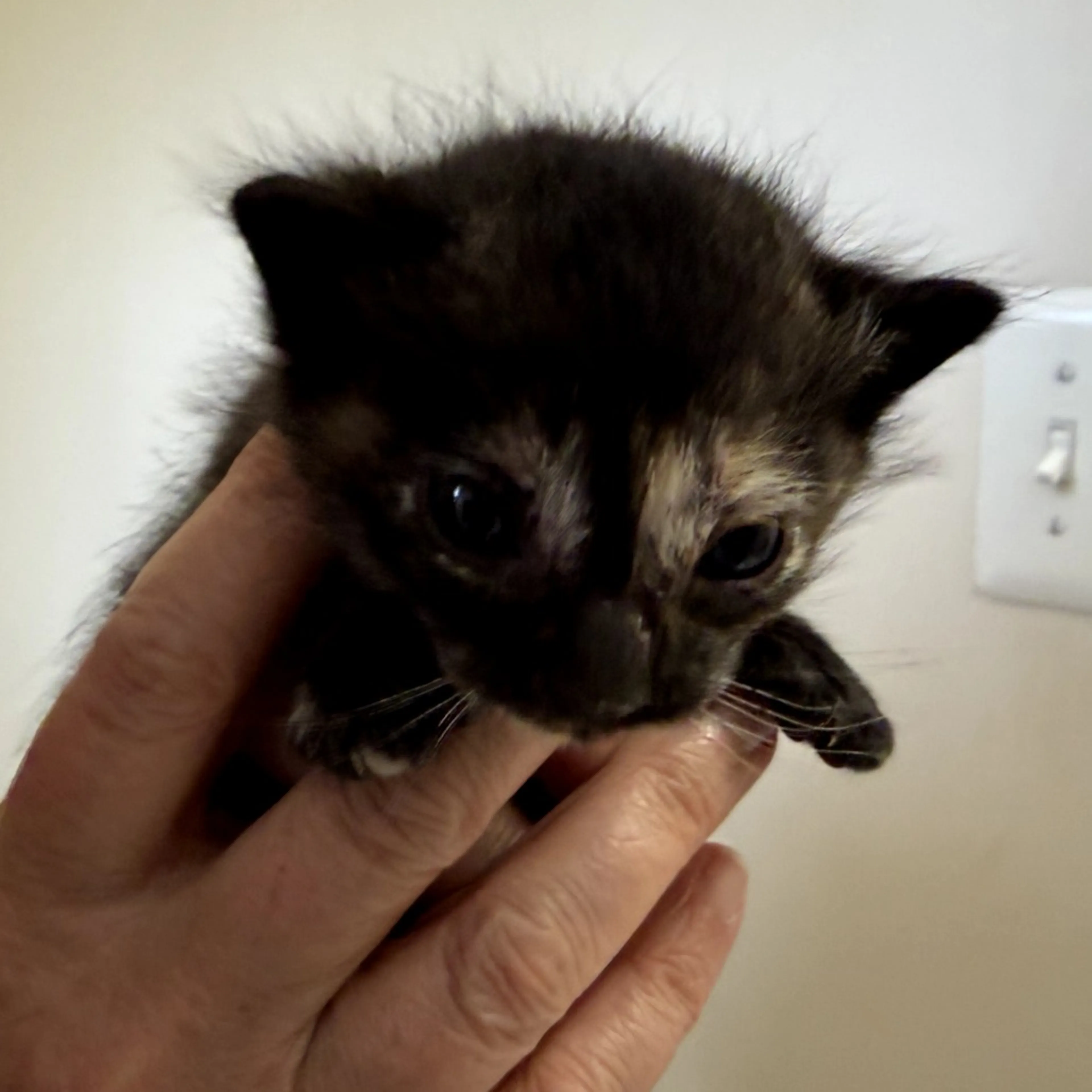 Found pet