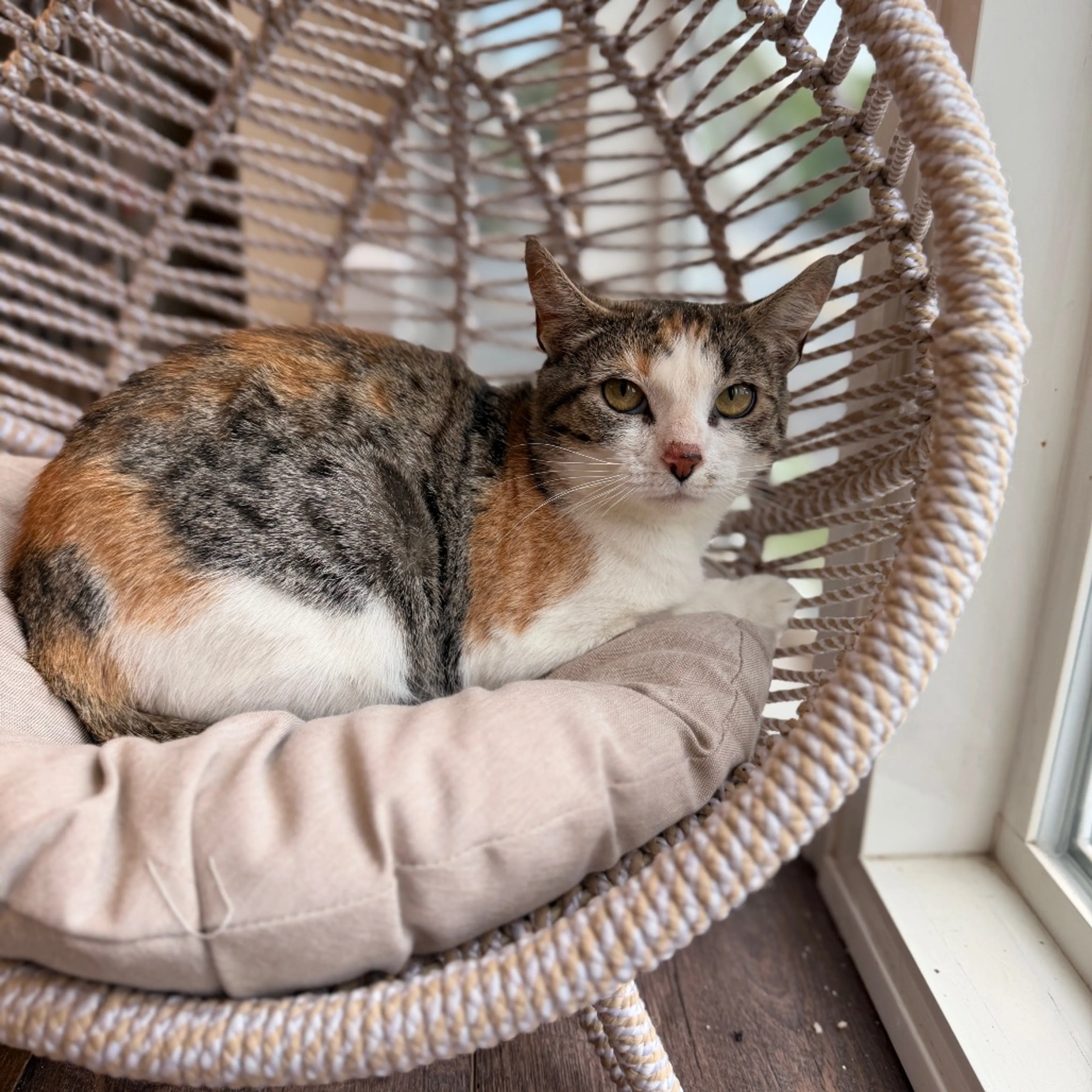 Found pet-0